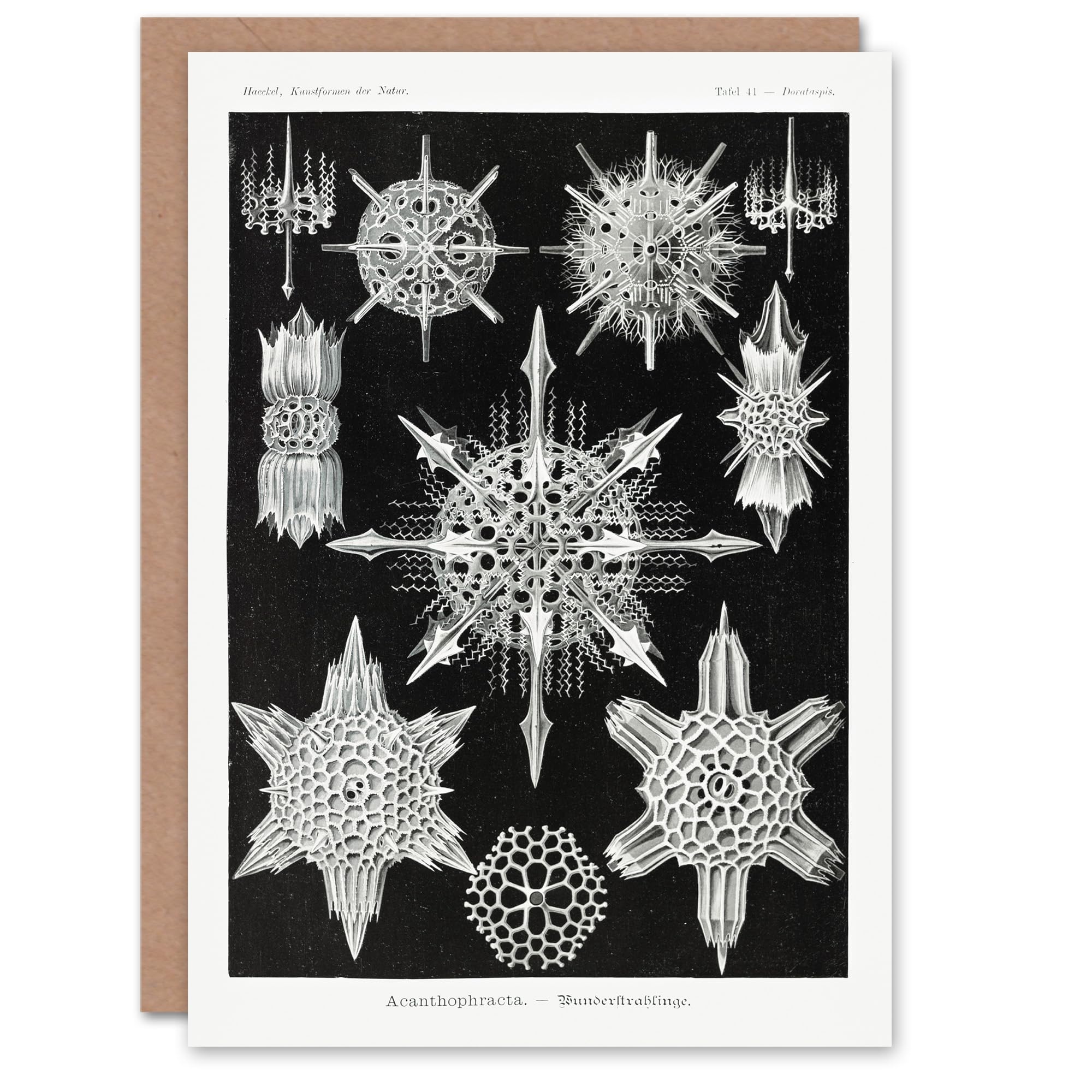 Artery8 Ernst Haeckel Art Card Acanthophracta Black White Marine Life