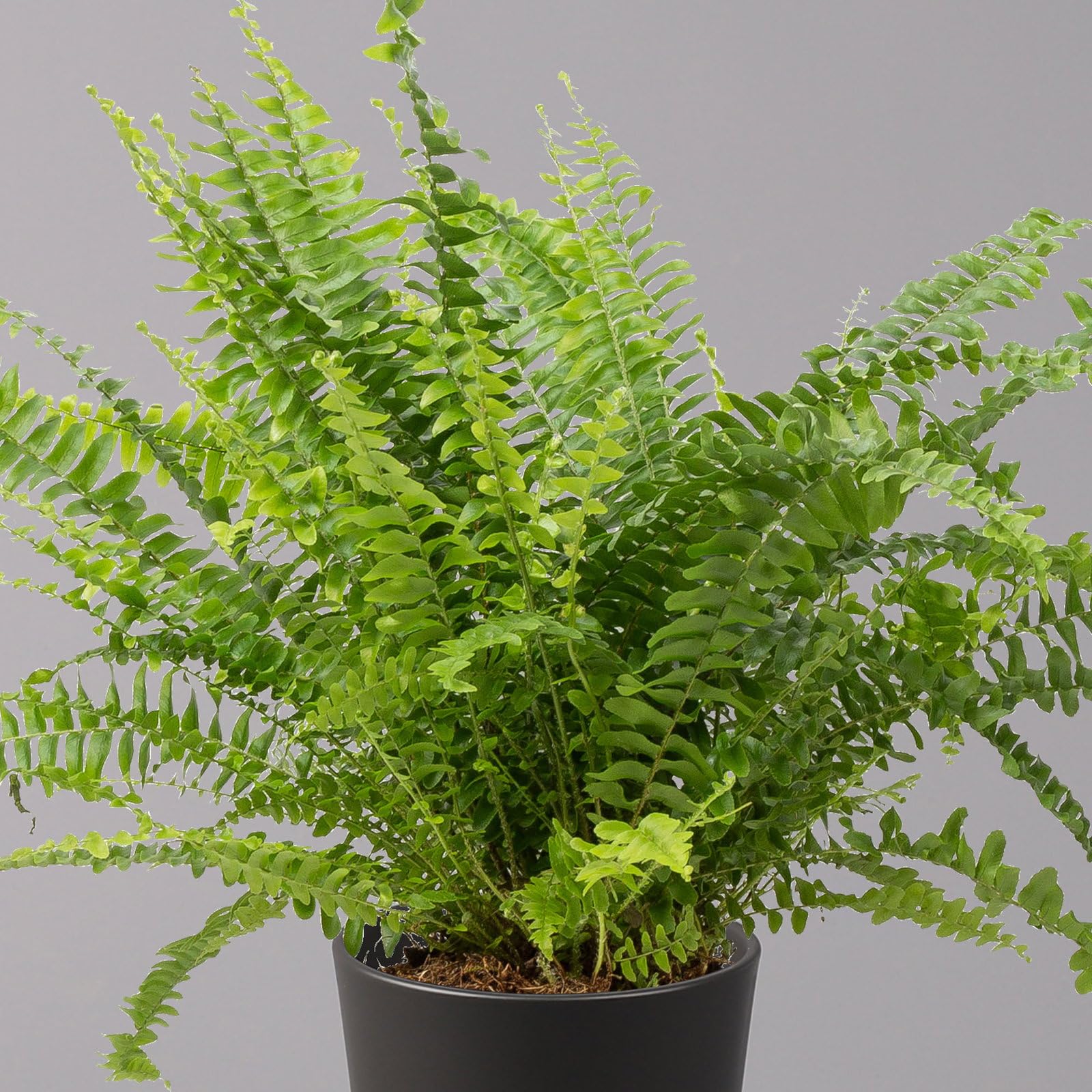 Schwertfarn 'Green Lady' in Keramiktopf Dallas anthrazit, Topf-Ø12cm, 2er-Set