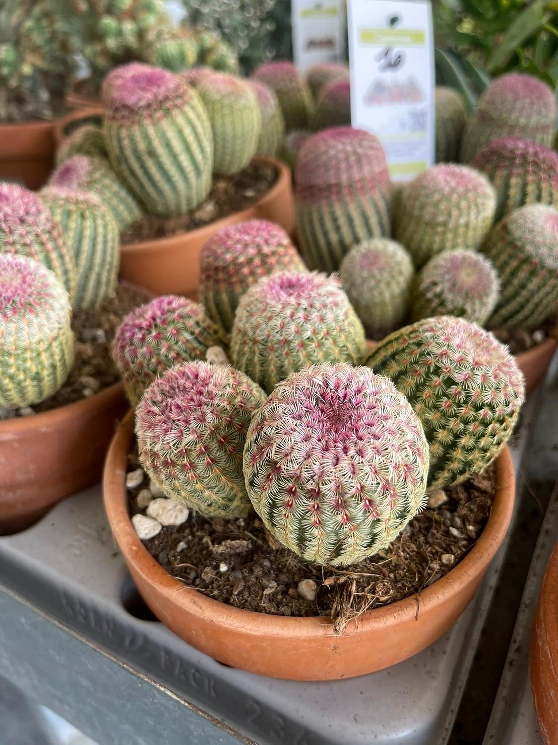 Echinocereus rubrispinus - Cactus arcobaleno da esterno