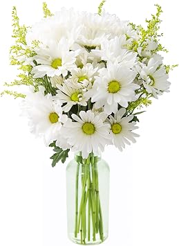 KaBloom - Bountiful Beauty Bouquet of Fresh White Daisies with Vase - Fresh Flowers for Birthday, Valentines & Mothers Day