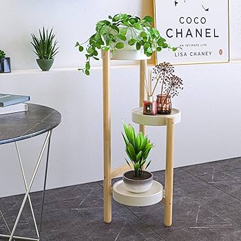 Willing plant 台座 3点セット【hope】 AUSTIN TX FLOWER DELIVERY | ZZ PLANT | FREYTAG'S FLORIST