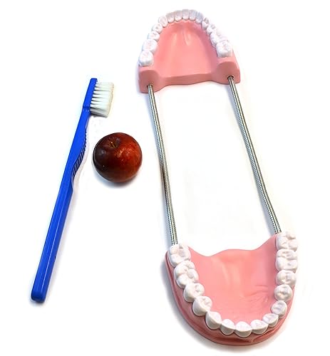 Miniatura 2 de Eisco Labs - Modelo de cuidado dental de gran tamaño con cepillo de dientes de 14.5"