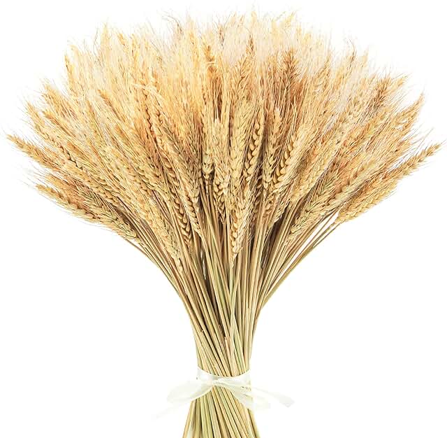 Uieke 17.7 Inches Dried Wheat Stalks, 400 Stems Dried Flowers 100% Natur...