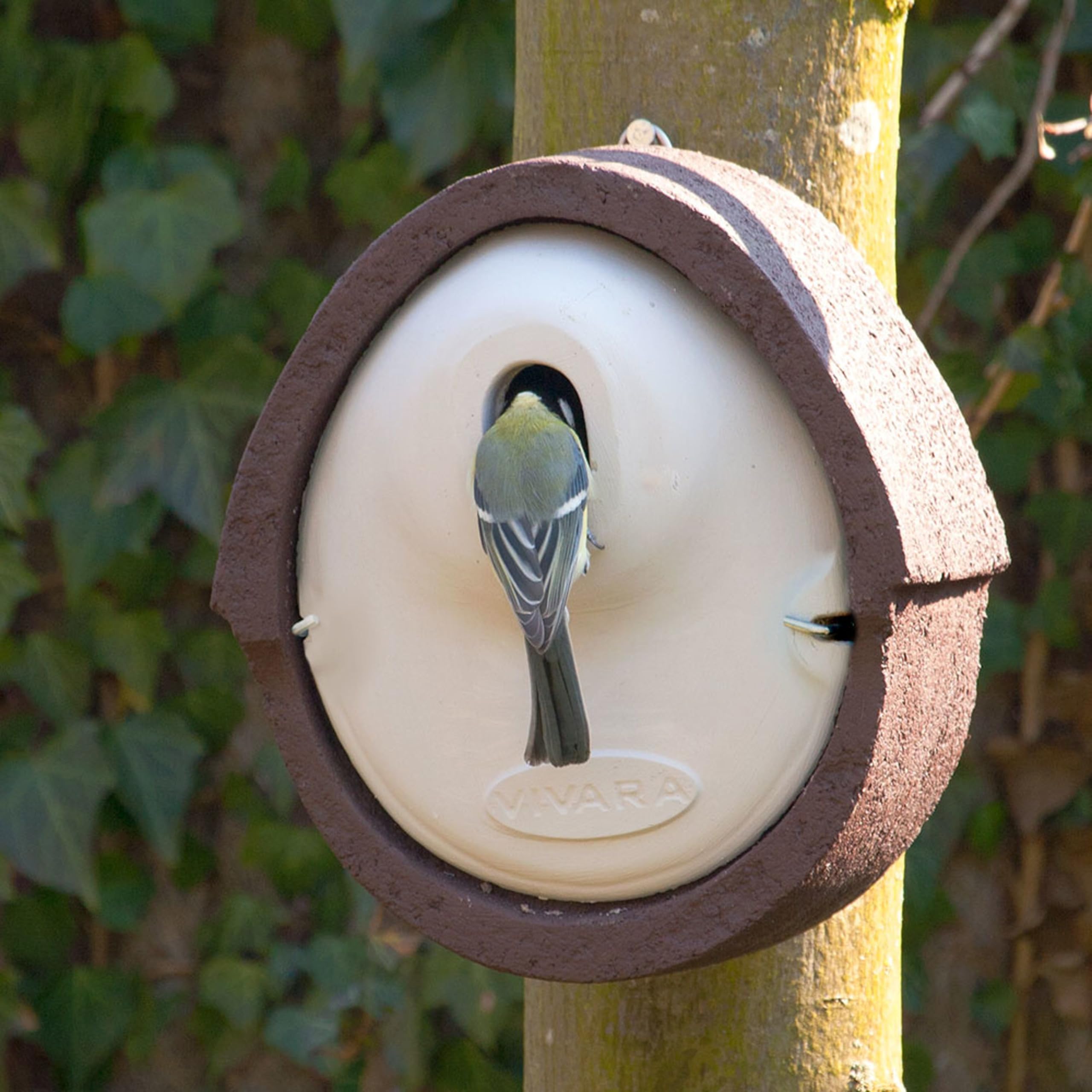 CJ Wildlife Nistkasten – Vogelnistkasten für Kohlmeisen, Kleiber und Feldsperlinge – Holzbeton Woodstone Braun – Marderschutz, wetterfest, langlebig