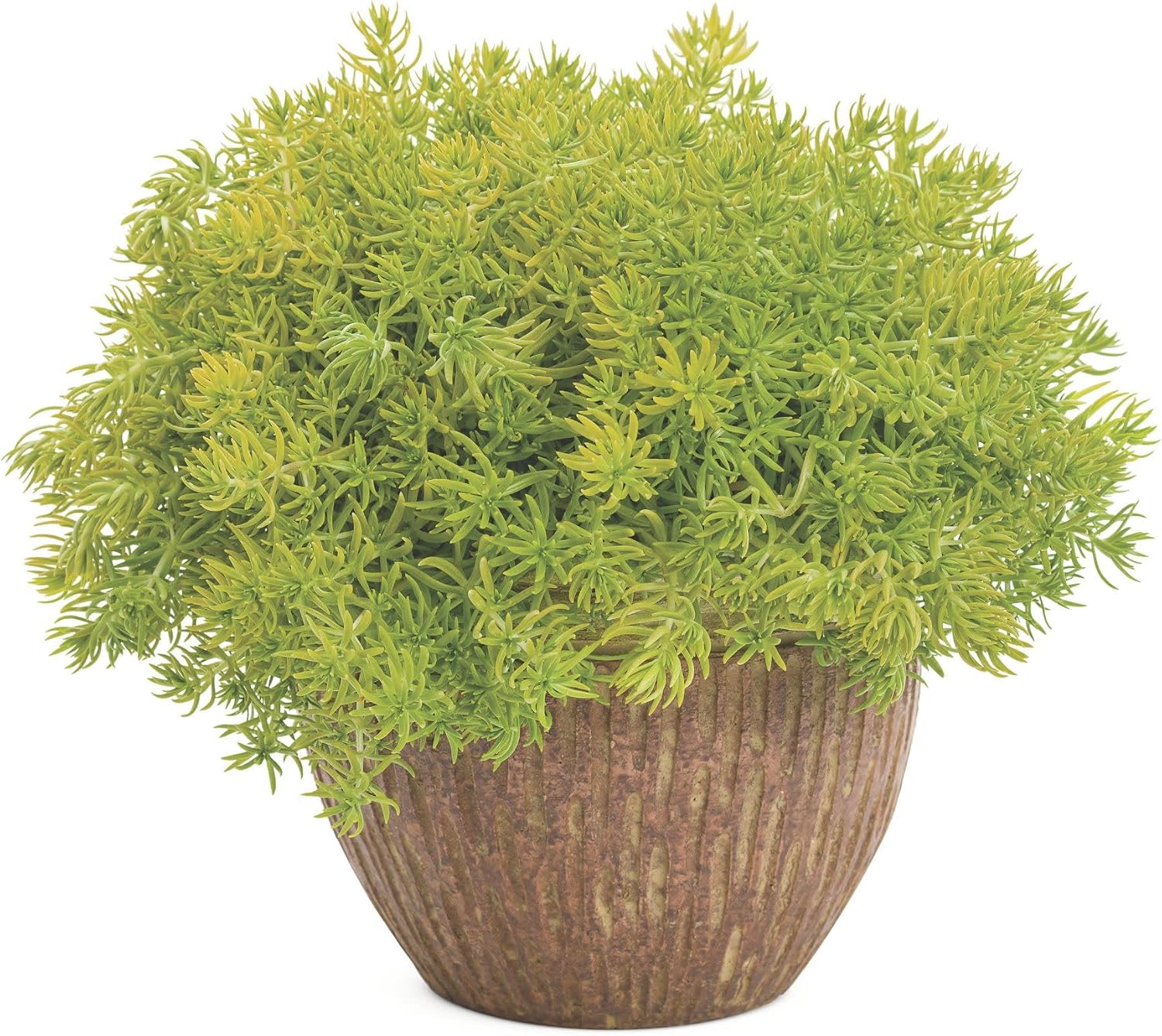 Proven Winners Lemon Coral Stonecrop (Sedum mexicanum) Live Plant, Eco+ Grande, 4 Pack