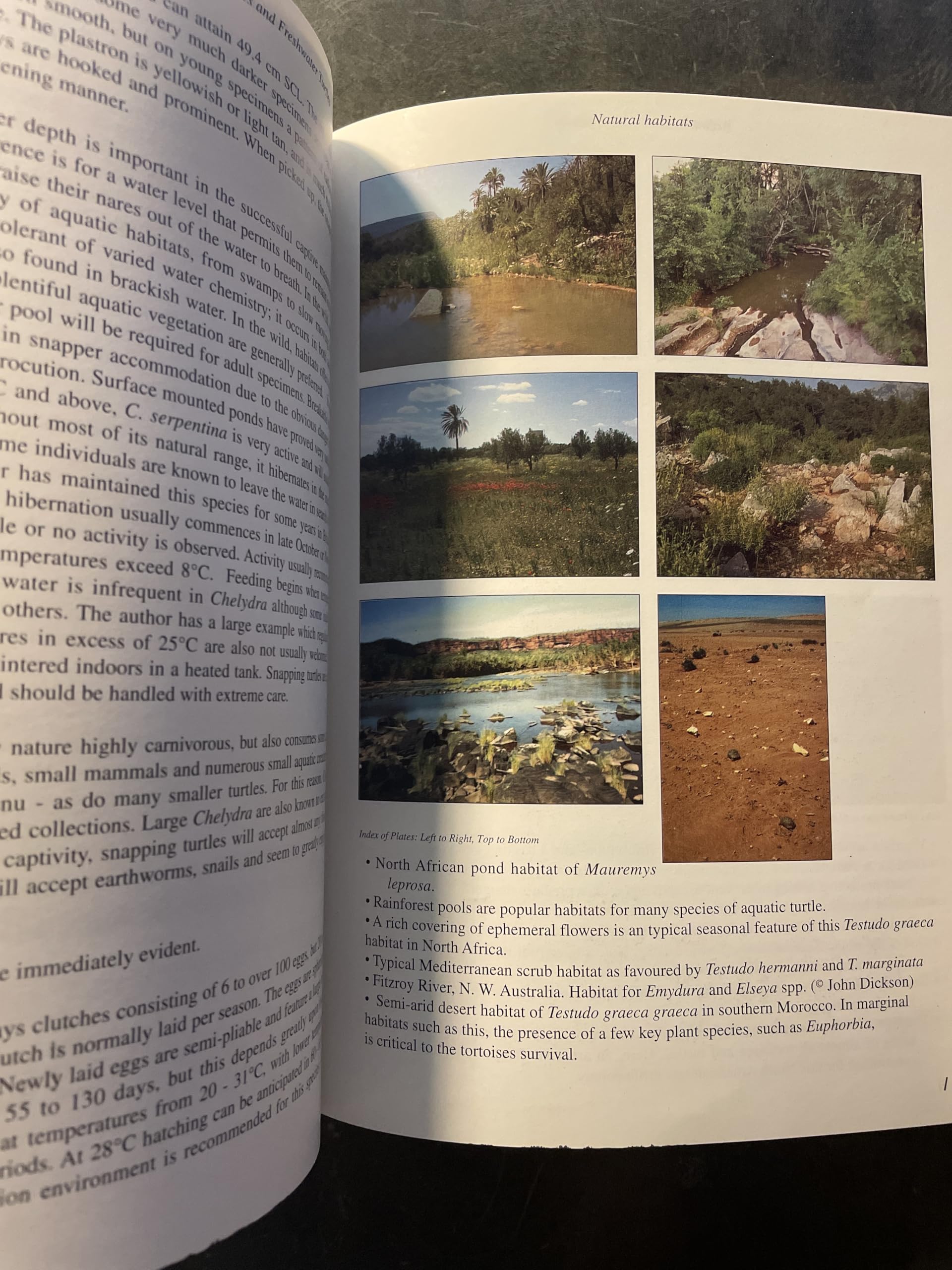 Practical Encyclopedia of Keeping and Breeding Tortoises and Freshwater Turtles