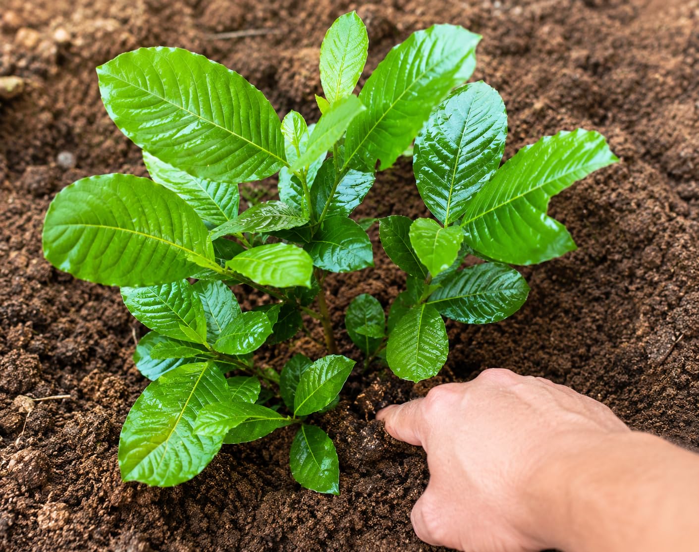 Hing Live Plant, Asafoetida Ferula Asafoetida, Hing spice Ferula assa-foetida Plant,Suitable for Home Gardens, Terrace, Balconies and Outdoor Spaces, hight 1-2 feet,Pack of 1-picture-11