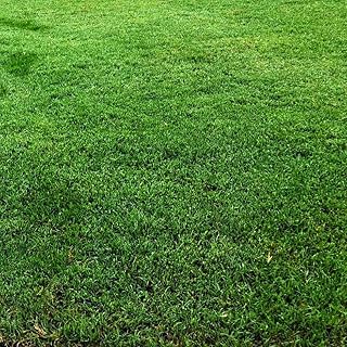 TomorrowSeeds - Bermuda Grass, Coated Unhulled Seeds - 1/2 Pound - for 2026 Planting Warm Season High Performance Heat Tolerant Drought Resistant Southern Transition Zones Athletic Fields Fine Blade