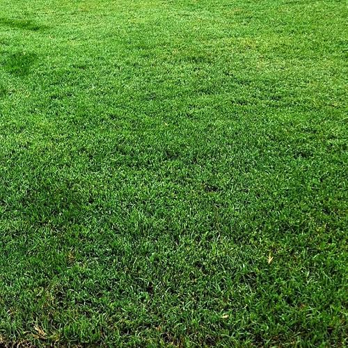 TomorrowSeeds - Bermuda Grass, Coated Unhulled Seeds - 2000+ Count - For 2026 Planting Warm Season High Performance Heat Tolerant Drought Resistant Southern Transition Zones Athletic Fields Fine Blade