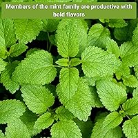 Vista 4 de Sow Right Seeds - Mint Garden Seed Collection - Includes Common Mint, Catmint, Peppermint & More - Popular Non-GMO Heirloom Varieties for Planting