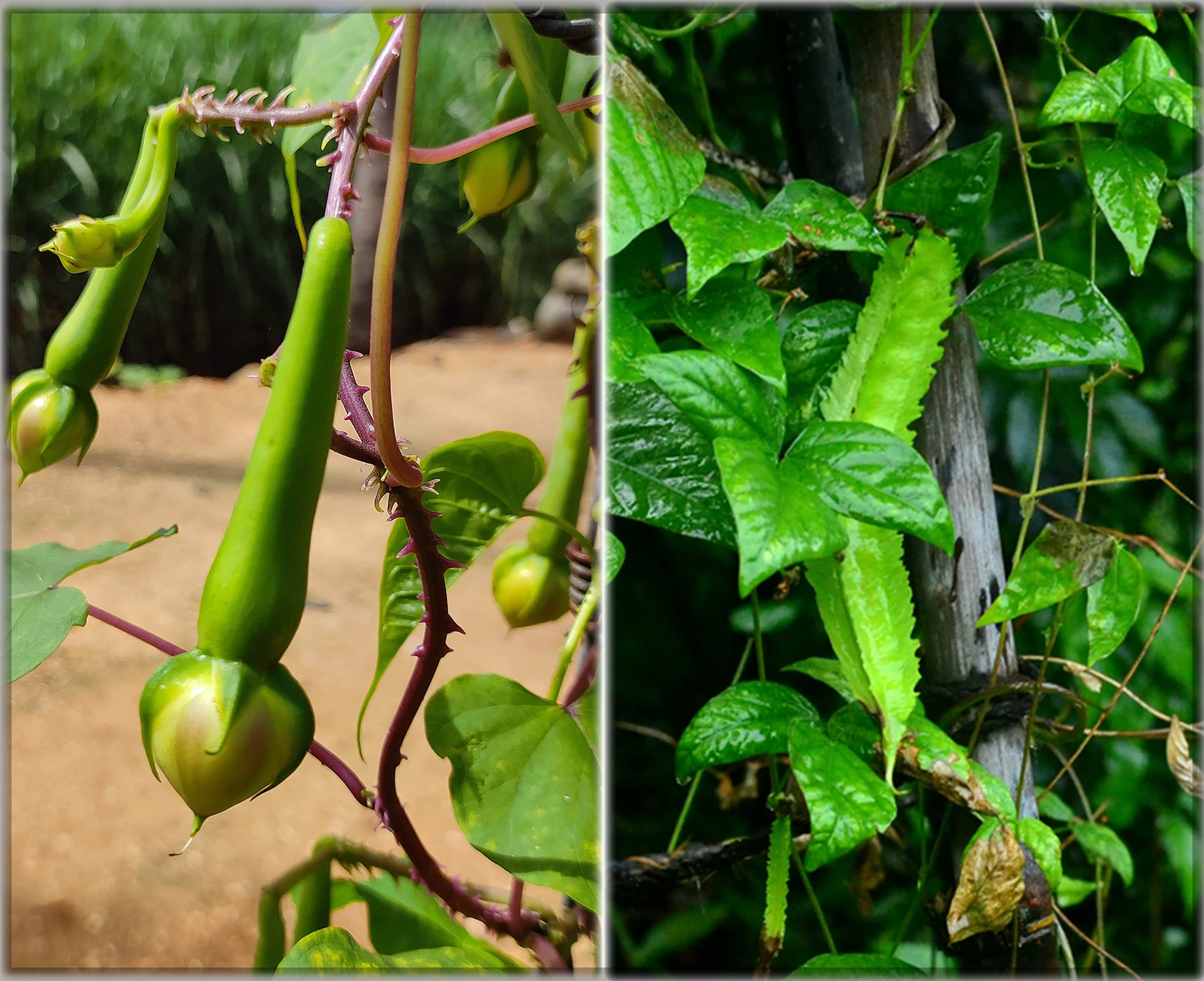 Clove beans Green & Winged Beans Green Combo Traditional seeds (Pack of 2, Each 10+ Seeds)- Our Seeds (B0BD2H56GK) Amazon Price History, Amazon Price Tracker