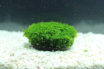 プレミアム モス ツリー Ｌ （水草１個） 育成 約23日 プレミアム モス ツリー L （水草1個） 育成 約23日