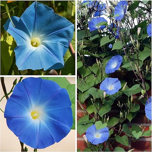 Miniatura 4 de Seed Needs Heavenly Blue Morning Glory Semillas para plantar | Más de 1,000 semillas tradicionales de Ipomoea Tricolor sin tratar | La planta de vid