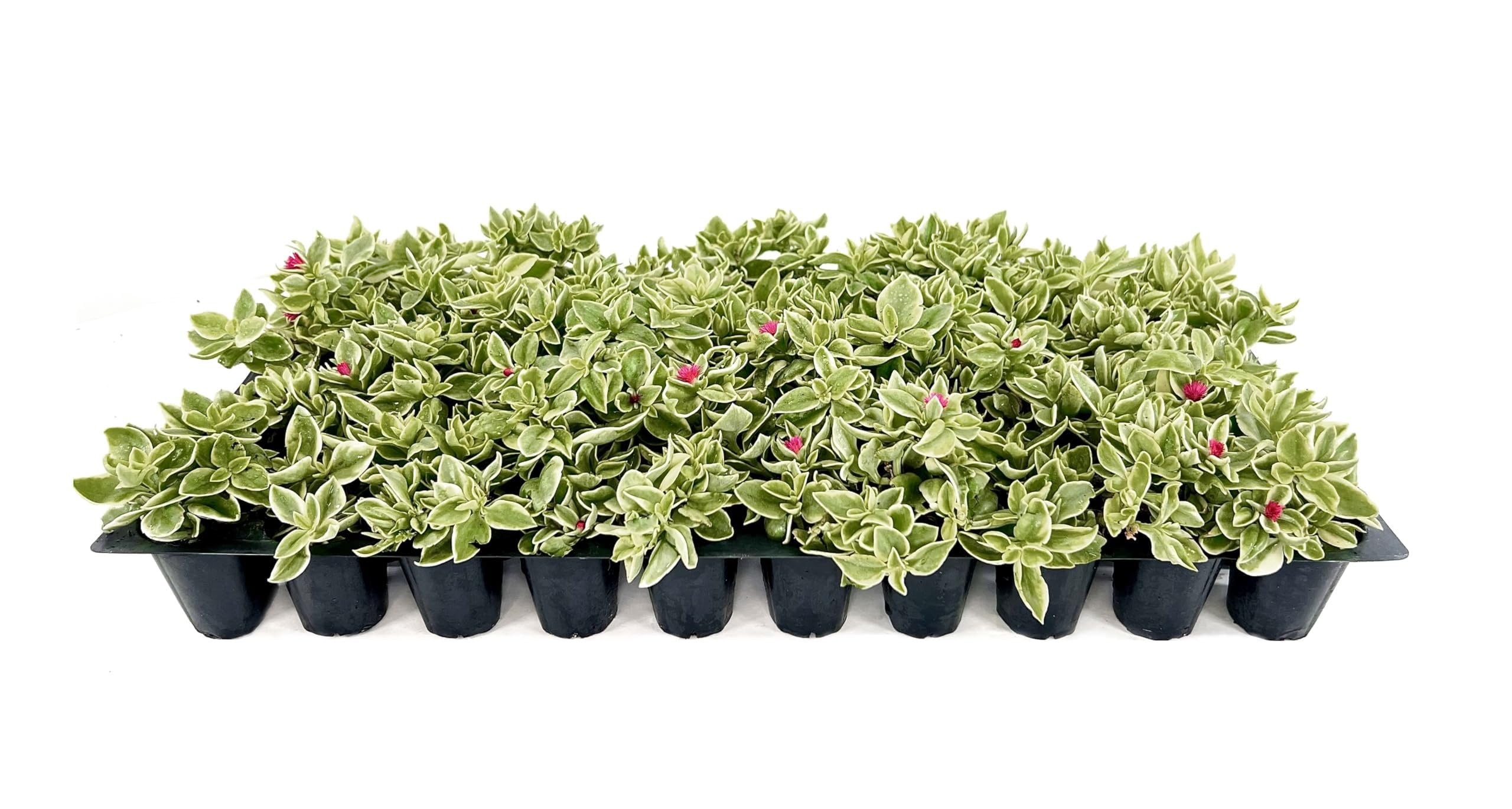Aptenia Variegata 3 Plants