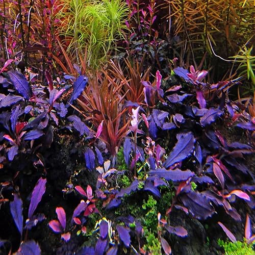 Miniatura 7 de Greenpro Bucephalandra Brownie Ghost Tissue Culture US Farm Live Aquarium Plants Midground para decoración de peceras