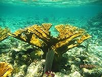 Review Image by 67CougarCar 67CougarCar