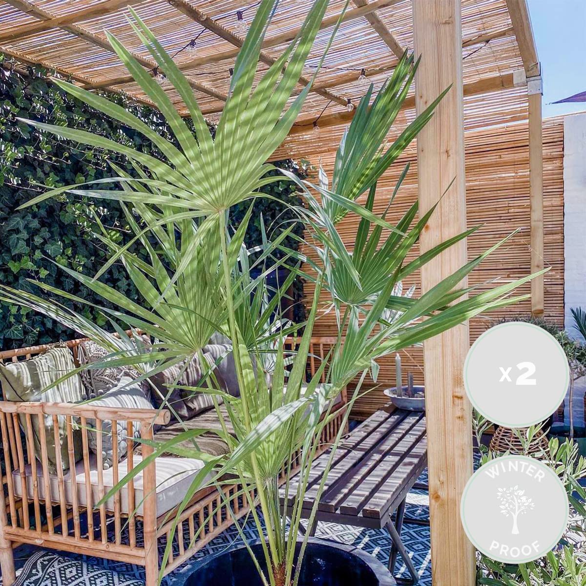 Bloomique - Lot de 2 - Chamaerops Humilis - Palmier nain européen - Palmier rustique - Plantes de jardin - Hauteur 40-50 cm - Pot 15 cm