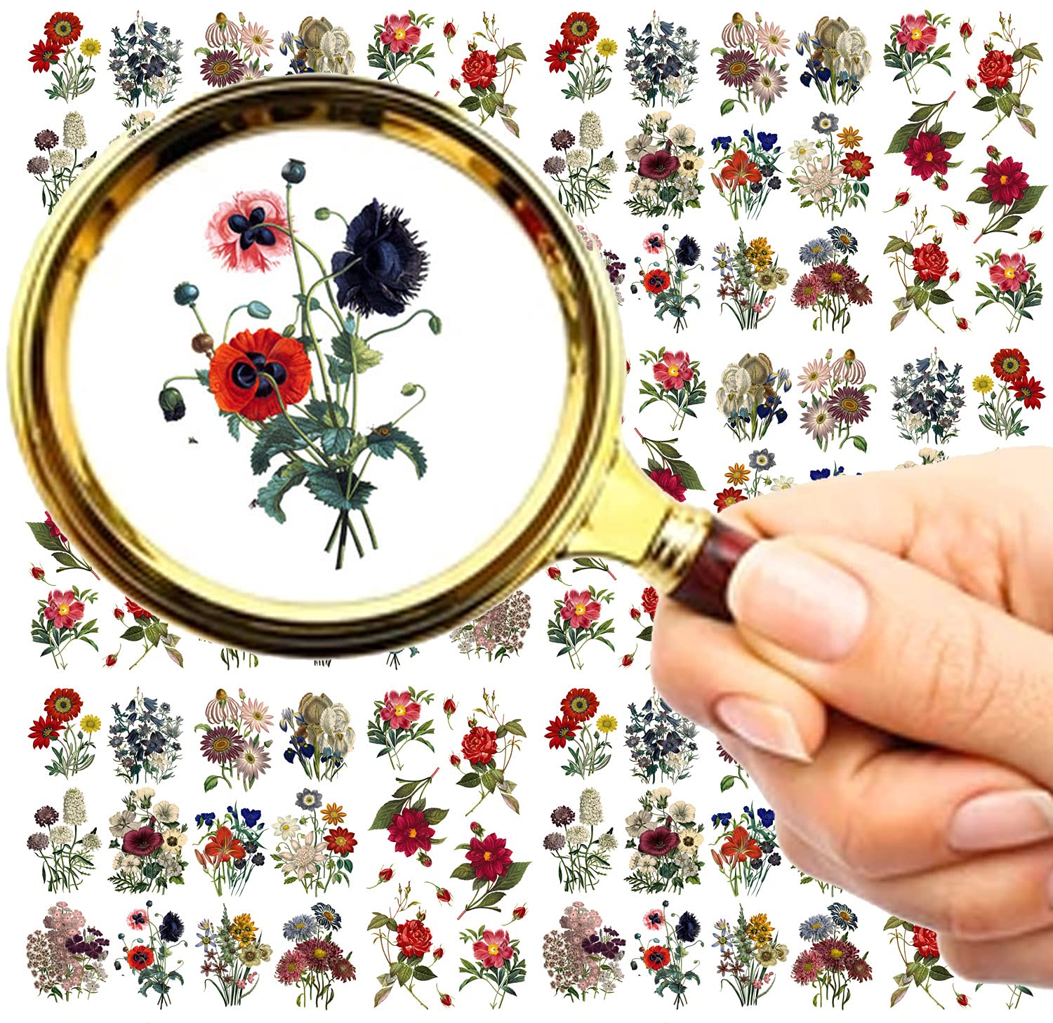 Flonz Nail Stickers Decal Transfers (5 Sheets) Wild Meadow Flowers Vintage Botanic Book Illustration