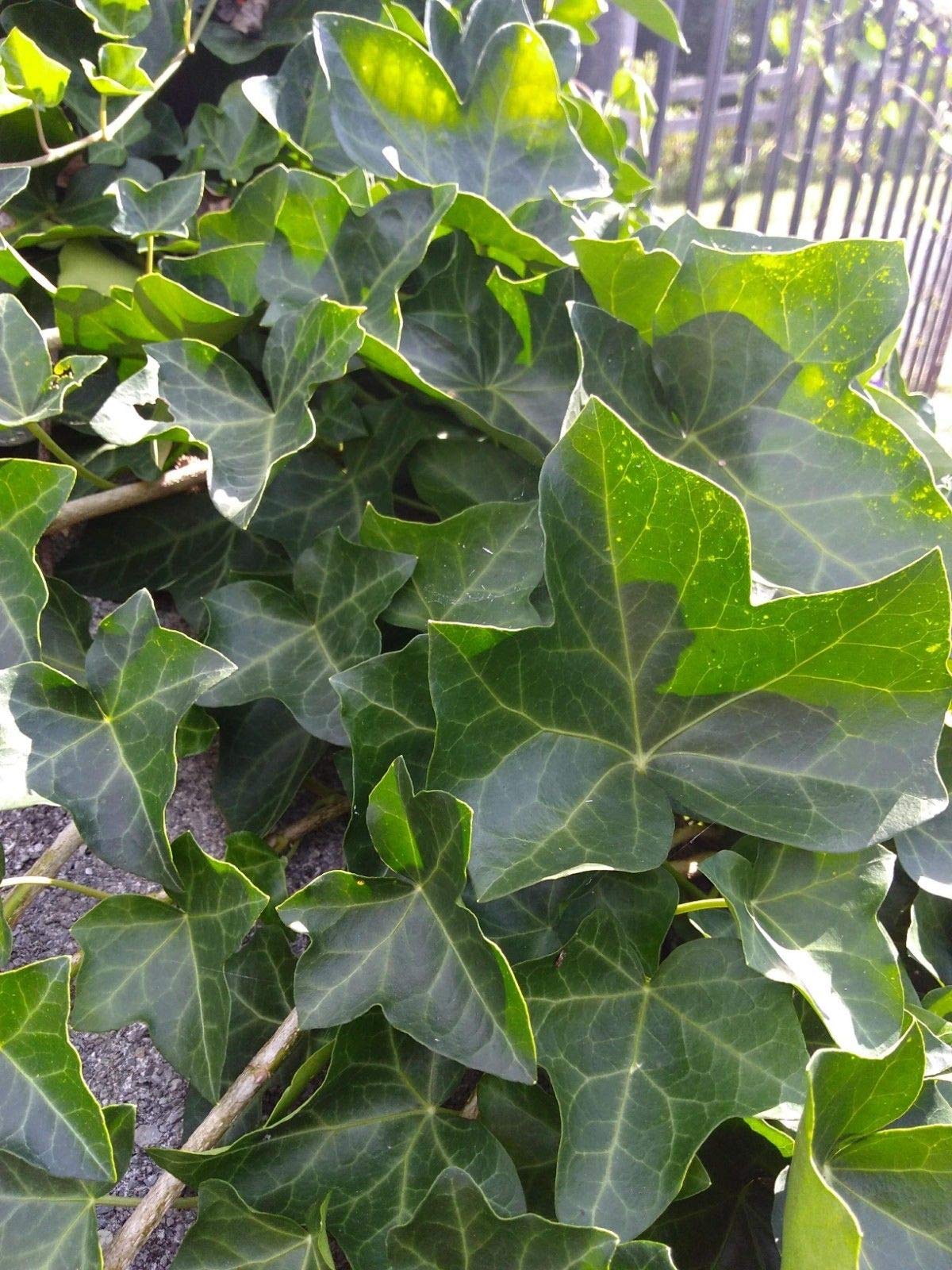 PLAT FIRM GERMINATIONSAMEN: 10#IVY Stecklinge Efeu Evergreen * nackte  Wurzel * Zimmerpflanze Efeu Reben : Amazon.de: Garten
