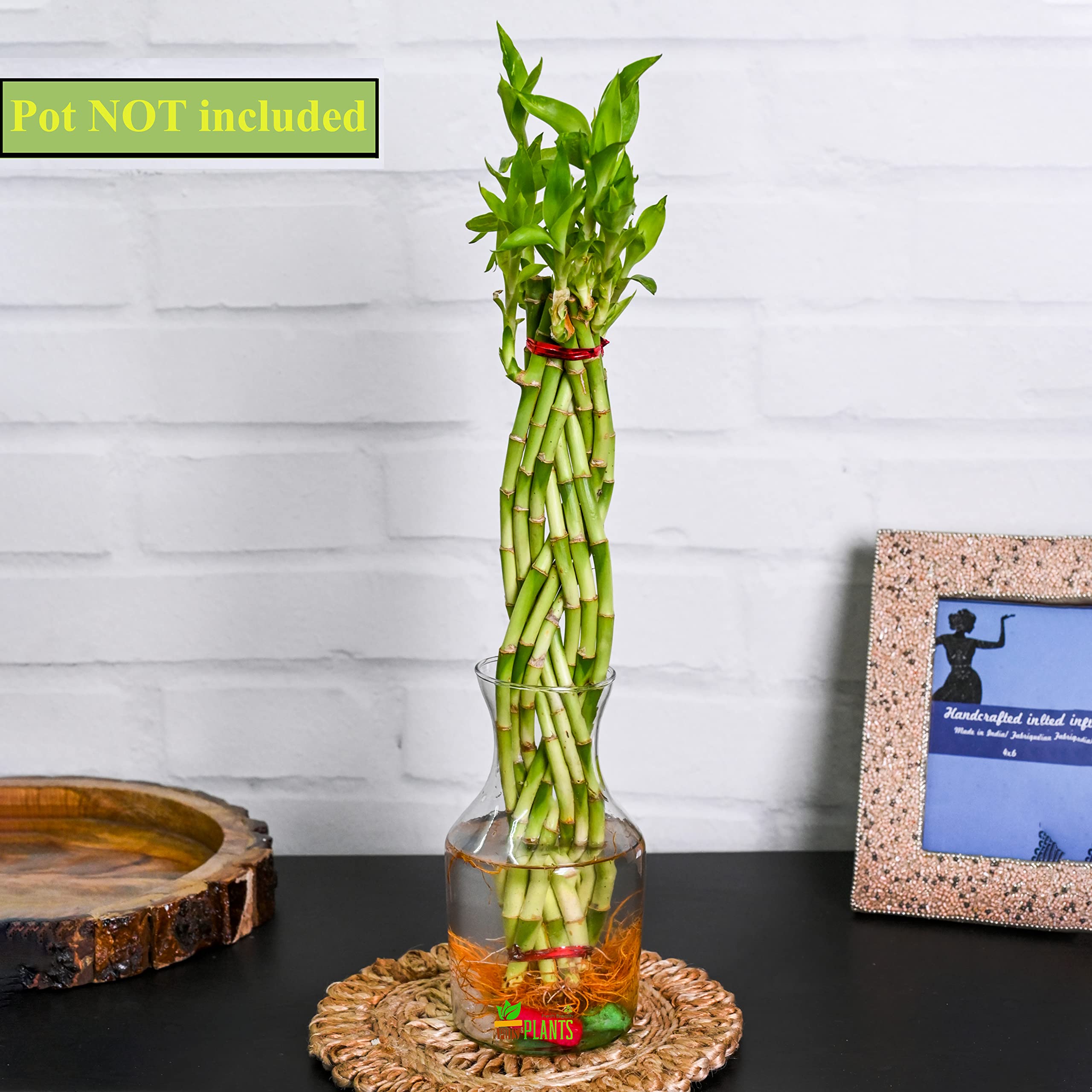 POTS AND PLANTS 12 Sticks Braided Lucky Bamboo (B09YYLQ3P4) Amazon Price History, Amazon Price Tracker