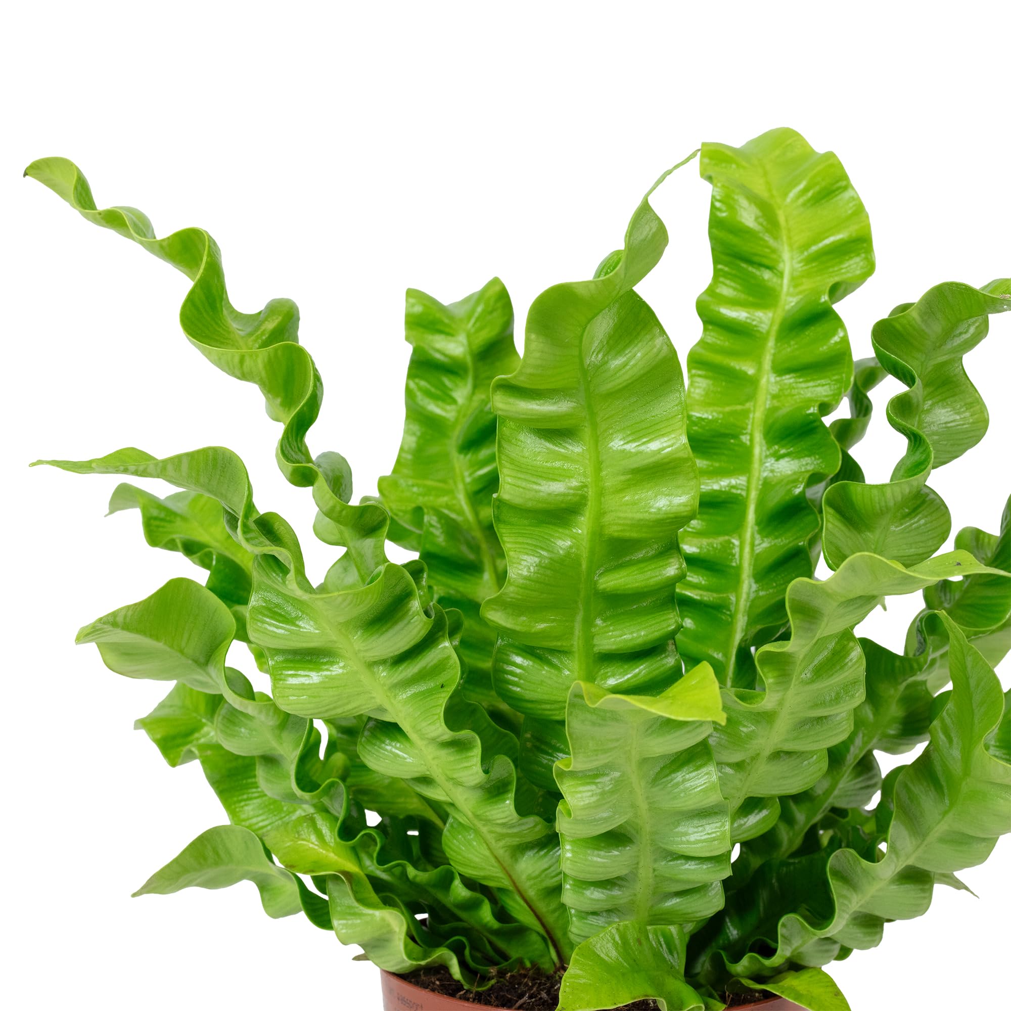 Nid fougère – Plante d'intérieur facile d'entretien, Asplenium nidus « Crispy Wave » – Hauteur : env. 25 cm, diamètre du pot : 12 cm