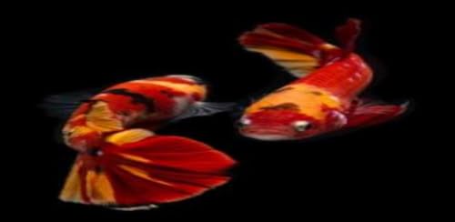 Beautiful Betta Fish Wallpaper