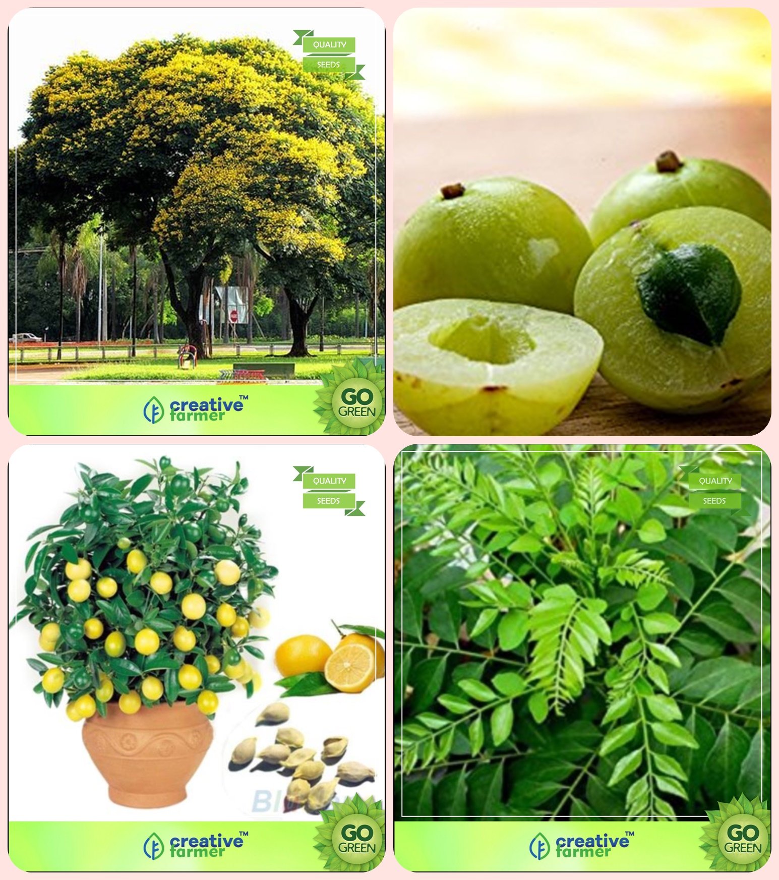 Creative Farmer Tree Seeds For All Season Peltophorum,Amla Tree,Citrus Seeds,Murraya Koenigii Combo For Home Garden Flower Tree & Veg Tree & Fruit Seeds & Vegetable Tree Seeds (B078V48W11) Amazon Price History, Amazon Price Tracker