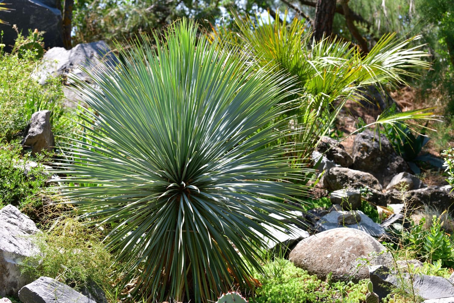 こたつ Yucca Amazon.com : Yucca Rostrata Beaked Yucca Live Plant - Tropical