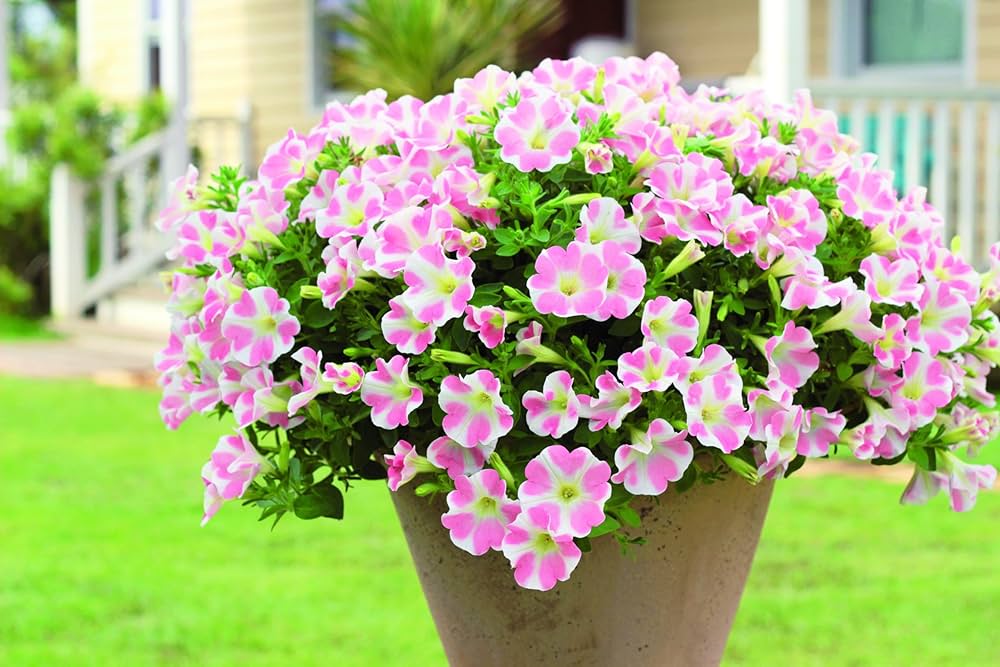 サフィニア　ももいろハート　苗3800円 サフィニア アート ももいろハート 5号｜草花10-TU | 草花,[季節