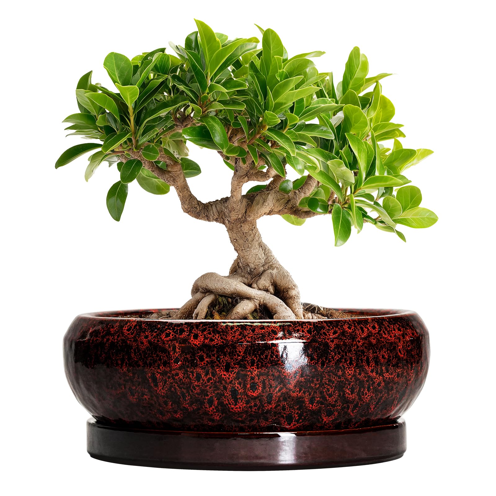 EPFamily Bonsai Pot