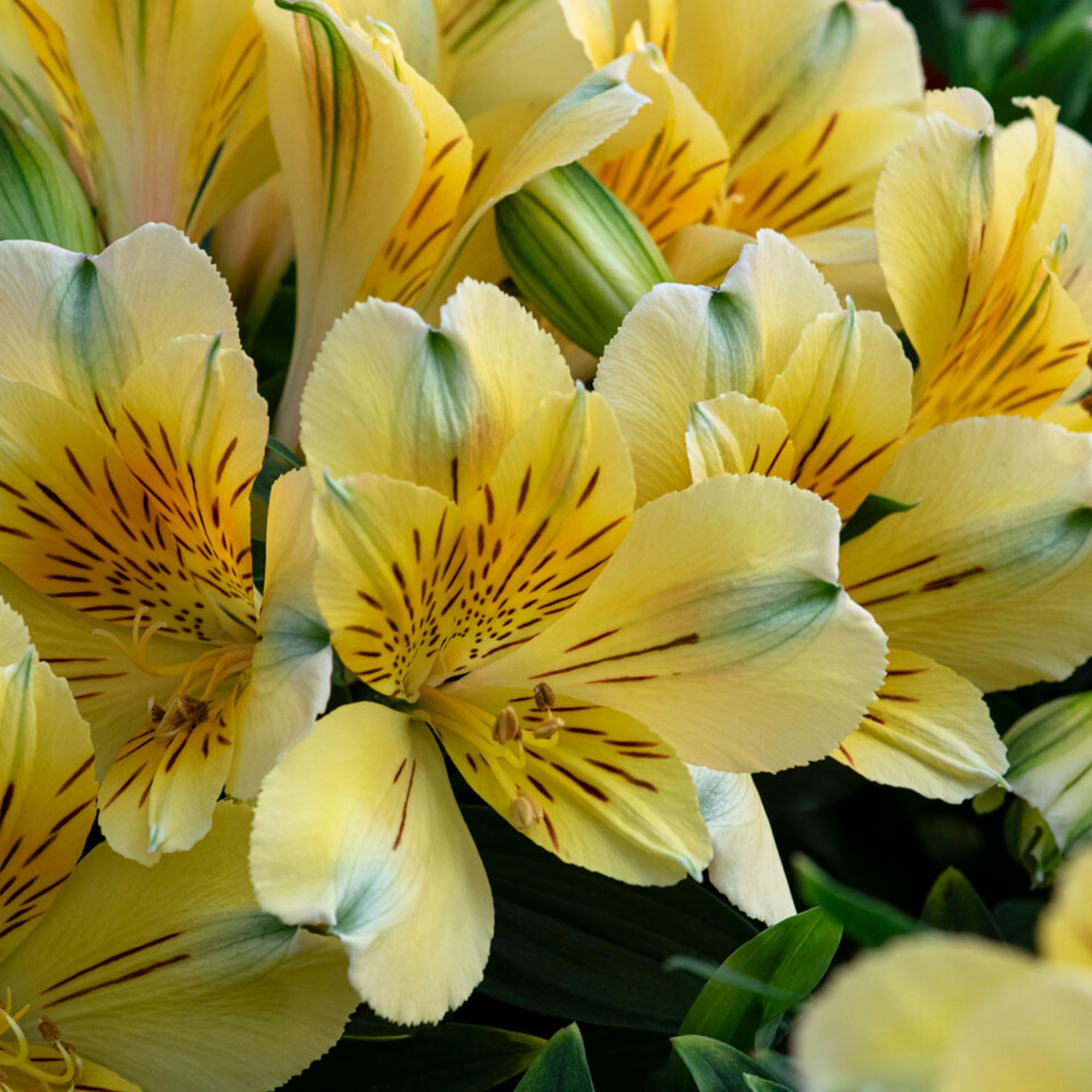 Alstroemeria Inticancha Havana Peruvian Lily Plant - Summer Flowering Alstroemeria Plants Garden Ready with Yellow Perennial Flowers, Lush Foliage, and a Compact Growing Habit (9cm Pot, 10-20cm)