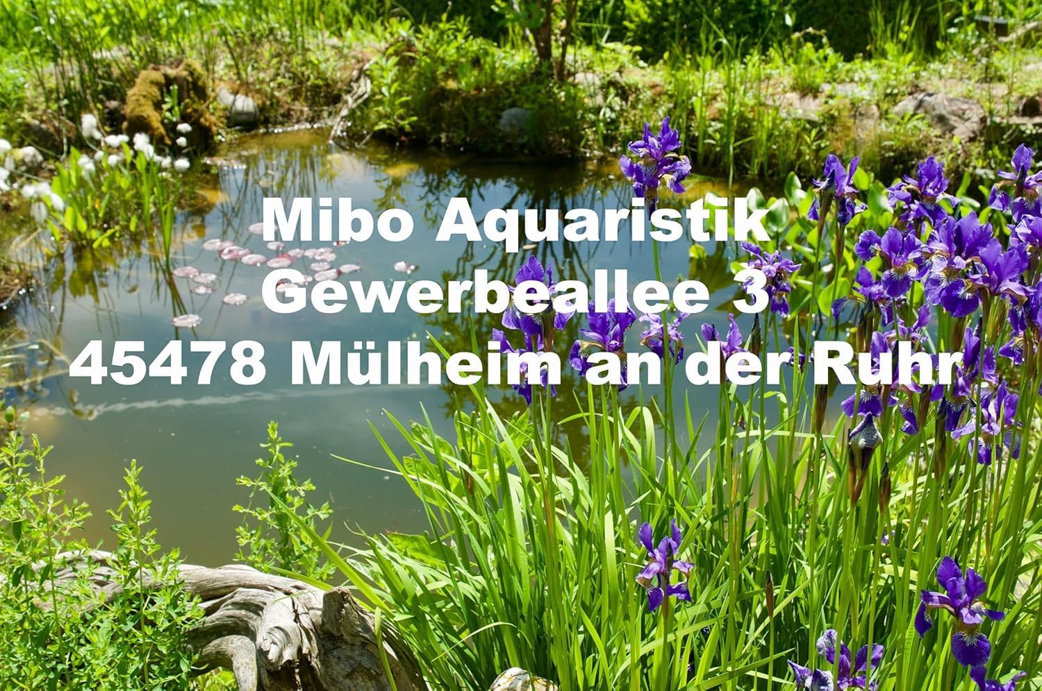 MIBO Kohlenstoff- Eisendünger Spar Set 5000ml Aquarium Dünger