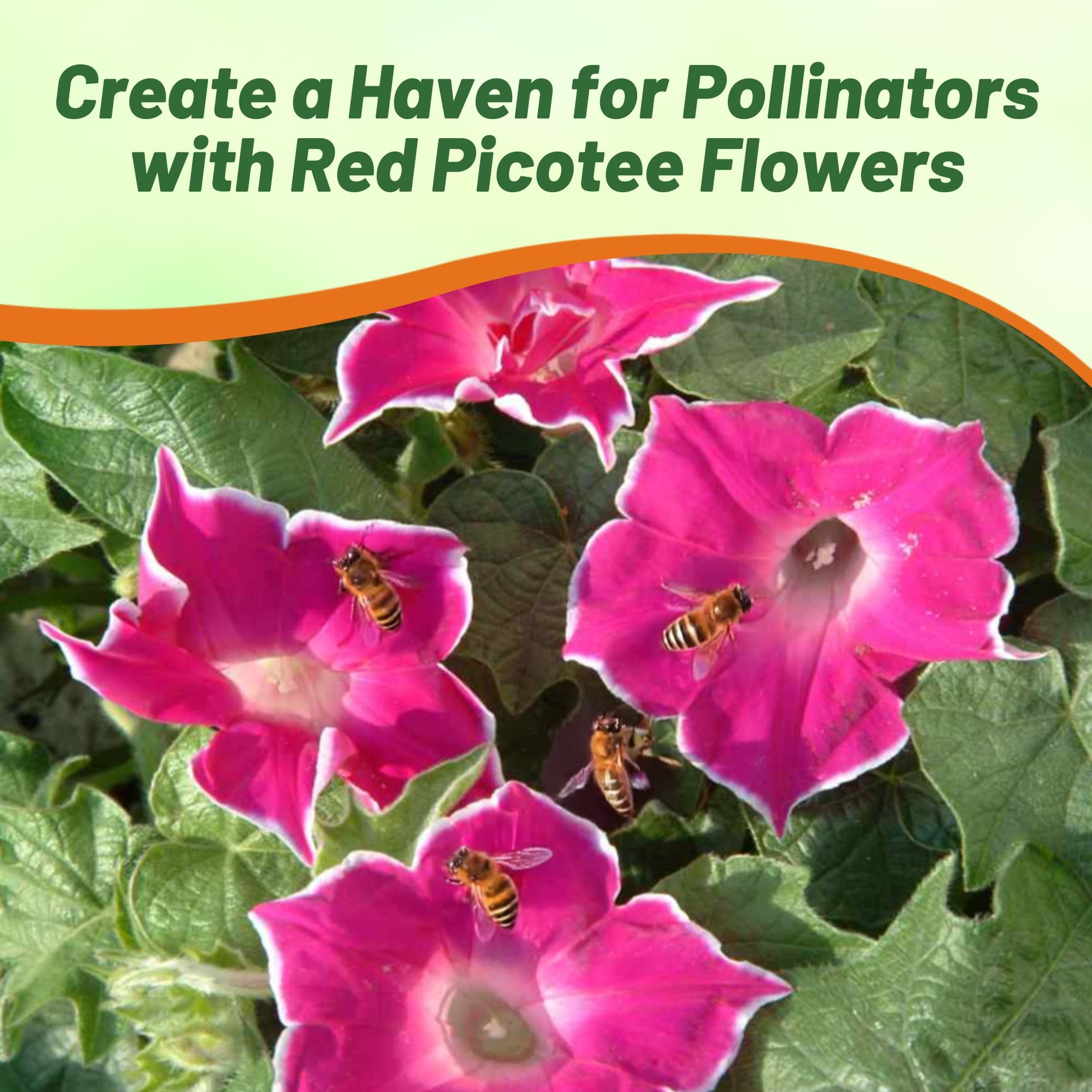 Amazon.com : Outsidepride Red Picotee Morning Glory Seeds - 50 Pcs