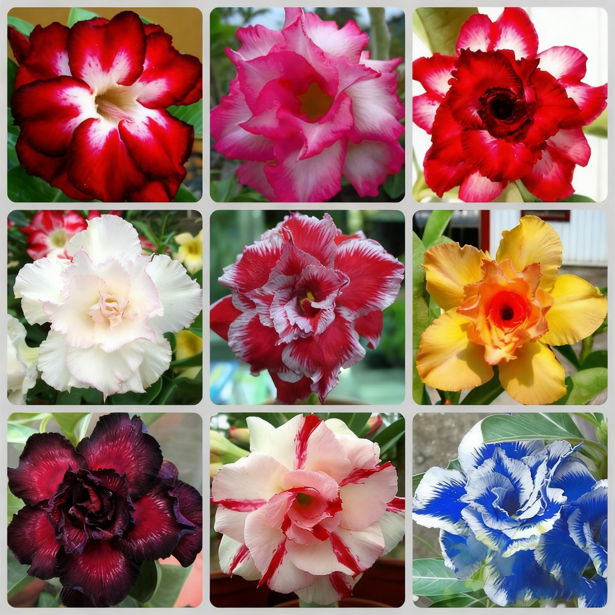 Desert Rose Seed for Planting, 100 Mixed Adenium Somalense Seeds, Shrub Flower Plants, Non-GMO Heirloom Desert Rose for Garden Outdoor