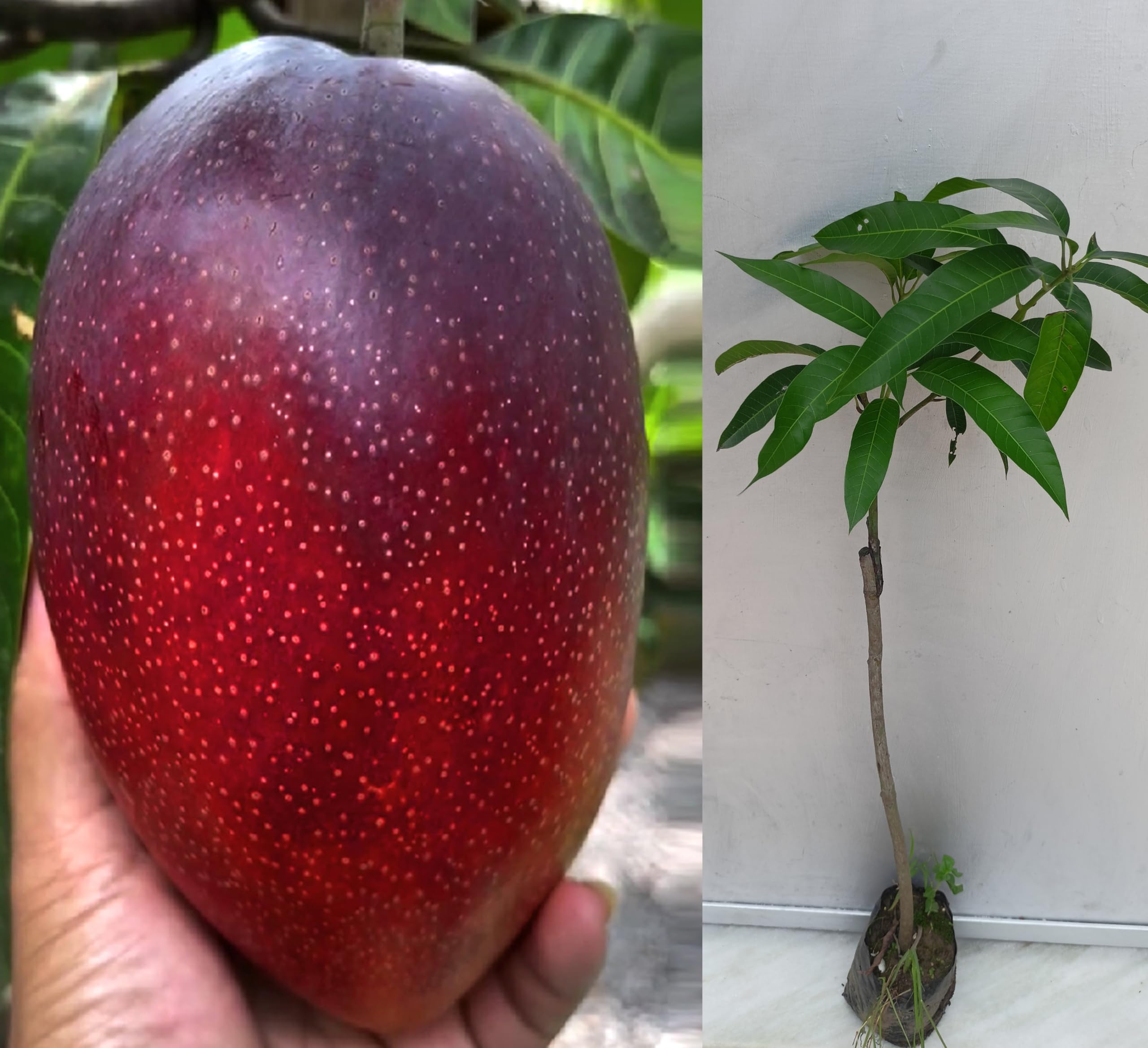 See full amazon price history chart for Pyanabi Miyazaki Mango Plant Original Variety - Grafted Japanese Live Fruit Tree Height 3 Feet, Pack Of 1 Plant PB_50 Pyanabi Miyazaki Mango Plant Original Variety - Grafted Japanese Live Fruit Tree Height 3 Feet, Pack Of 1 Plant PB_50 (B0D6RCB1B5) Amazon Price History, Amazon Price Tracker