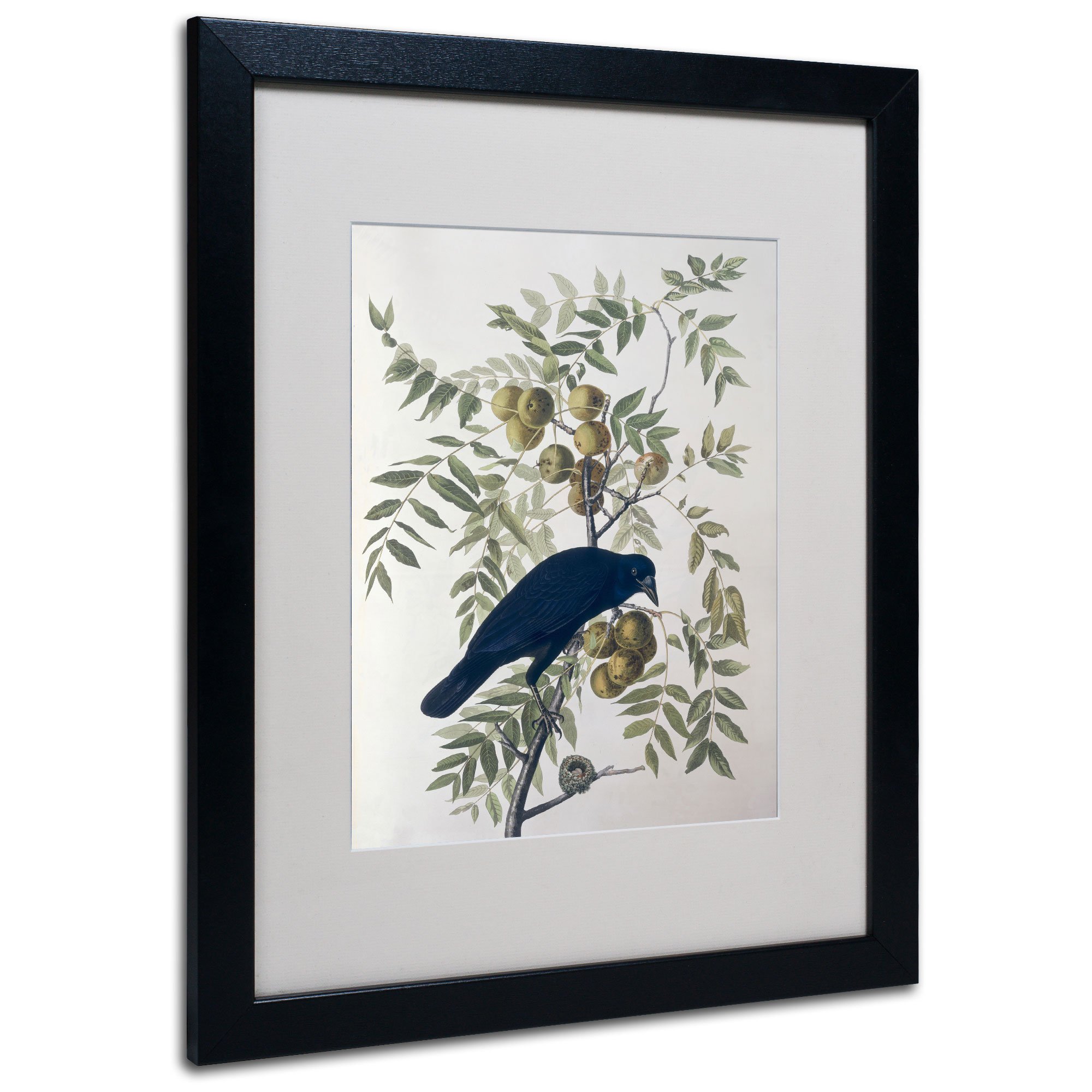 Trademark Fine Art American Crow Matted Artwork by John James Audubon with Black Frame 16 by 20-Inch