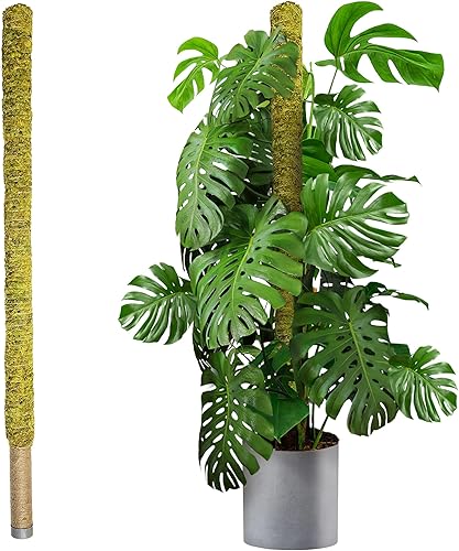 DUSPRO Poste de musgo grande de 59 pulgadas para plantas Monstera, soporte alto para plantas de interior para grandes potos trepadores, tótem de disponible en Yaxa Venezuela