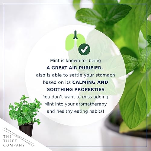 Miniatura 9 de The Three Company Hierbas aromáticas y comestibles vivas de las tres empresas