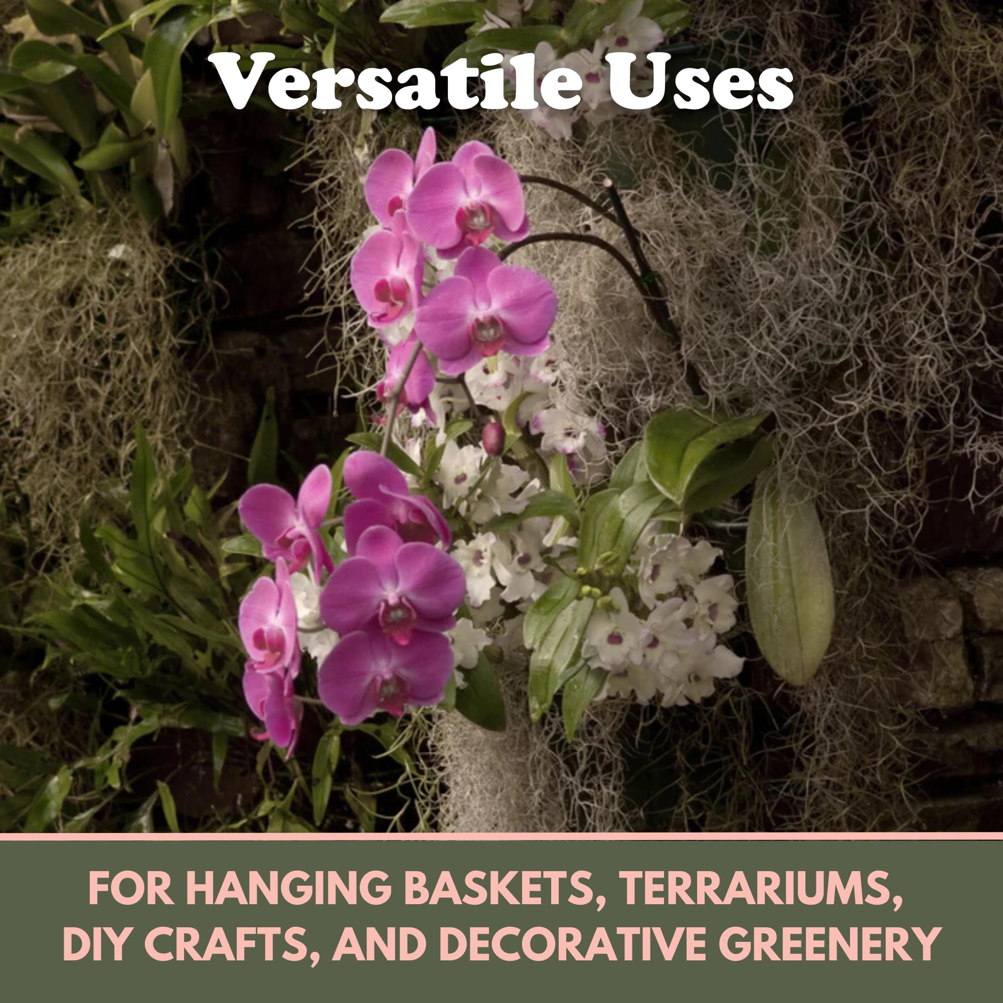 Mossify Premium Spanish Moss for Plants Indoor & Outdoor 75g, 2.6Oz - Natural Dried Mosses for Crafts, Humidity Retaining Spanish Moss for Terrariums, Floral Arrangements & Home Garden Plant Décor