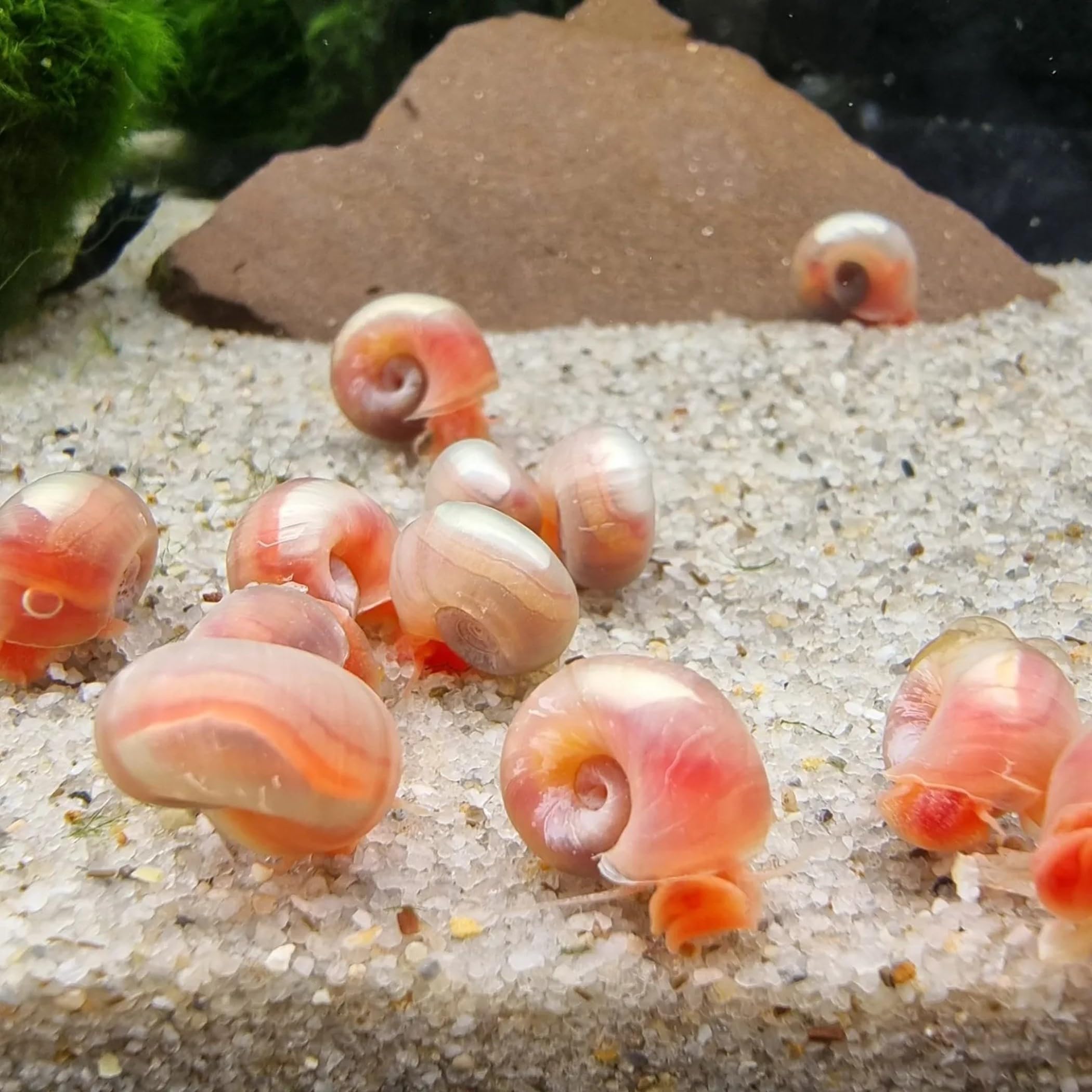 8 x Posthornschnecke, Bunter Mix, je 2X blau, rosa, braun und rot, Planorbella duryi, Reinigungscrew, Algenfresser