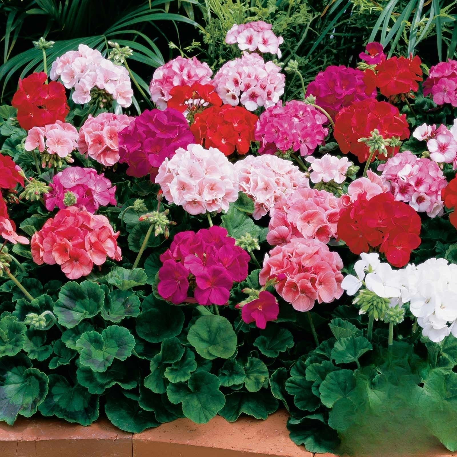 Maverick Star Geraniums