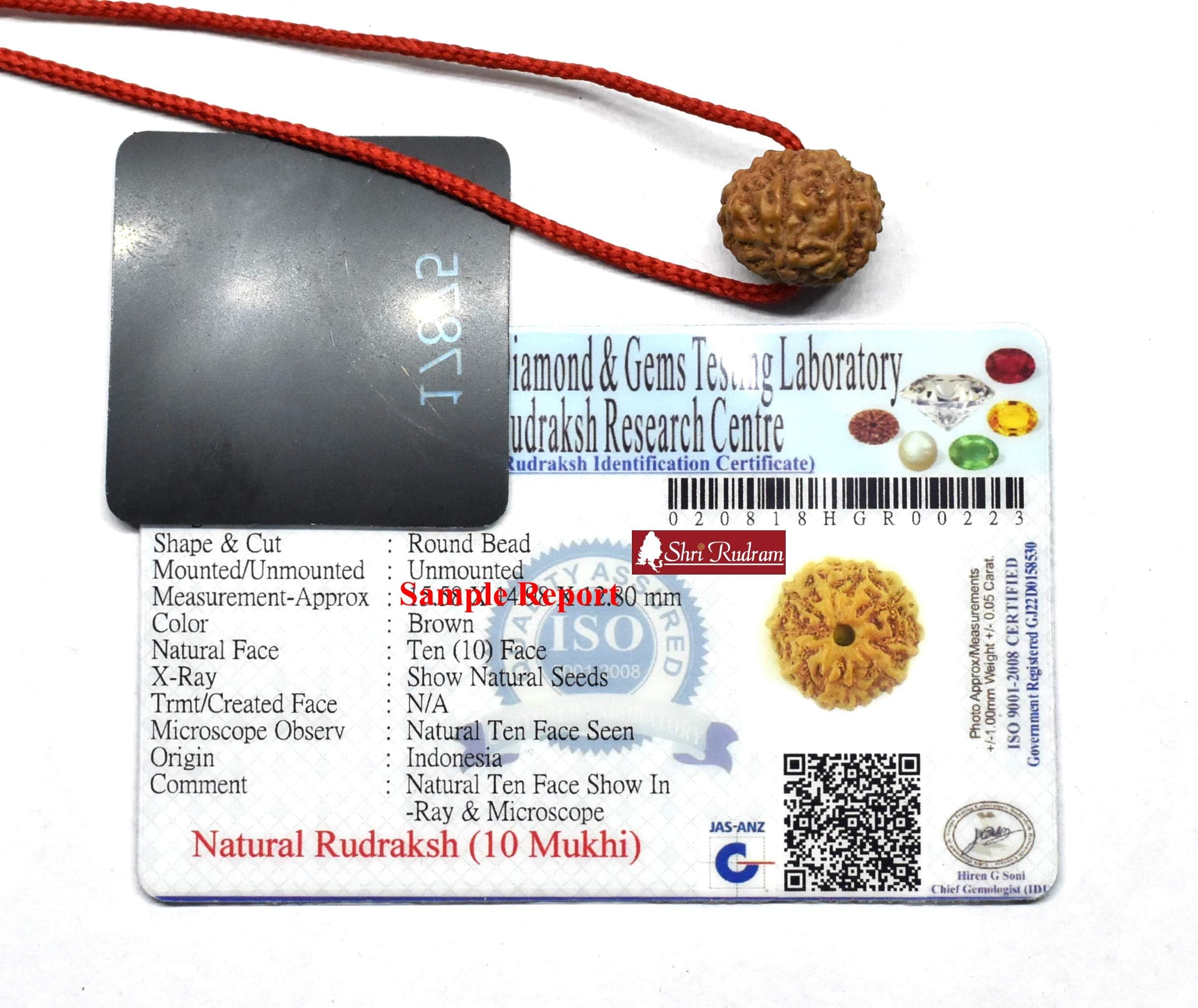 Shri Rudram 10 Mukhi Rudraksha/Ten Face Rudraksh Java Bead Lab Certified Size : 14-16 MM
