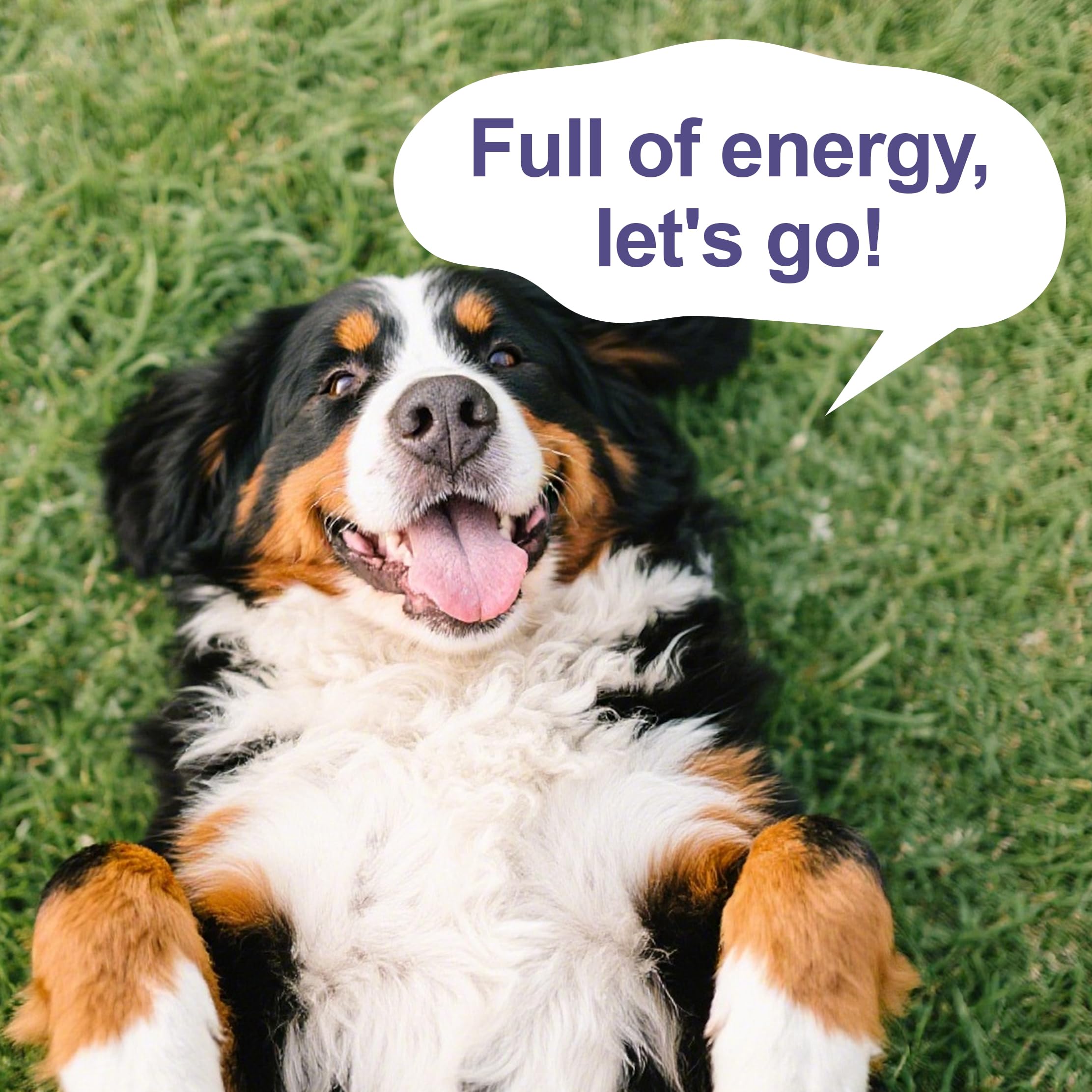 Integratore liquido a base di funghi per cani - Supporta la Salute delle Articolazioni, Aumenta l'Energia, Rafforza l'Immunità, Miscela di Funghi Liquida, 60 ml