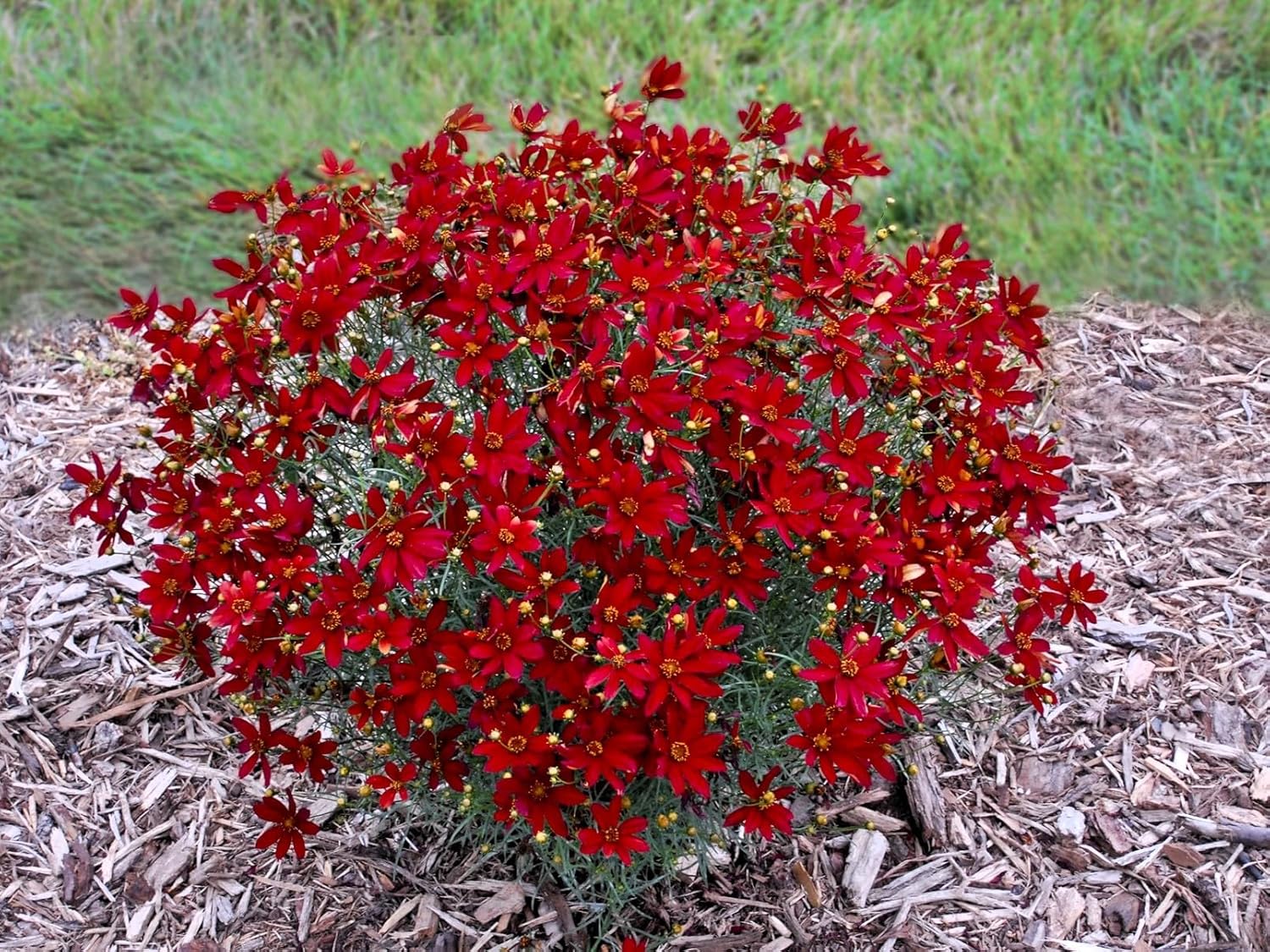 Greenwood Nursery: Live Perennial Plants - Alexander's White Candytuft + Iberis Sempervirens - [Qty: 1x 3.5 Pot] - (Click for Other Available Plants/Quantities)