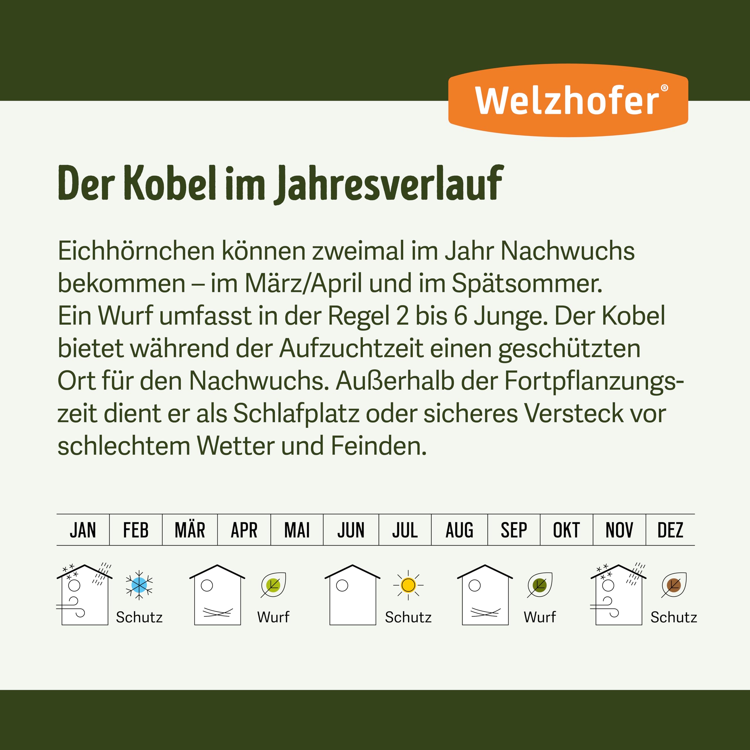 Eichhörnchen-Kobel Carlotta – wetterfestes Eichhörnchenhaus mit 2 EIN-/Ausgängen, Belüftung & Drainage – Nistkasten & Winterquartier zur sicheren Überwinterung im Naturgarten