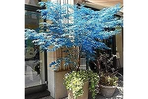Weeping Blue Atlas Cedar Seeds: A Spectacular Addition to Any Landscape