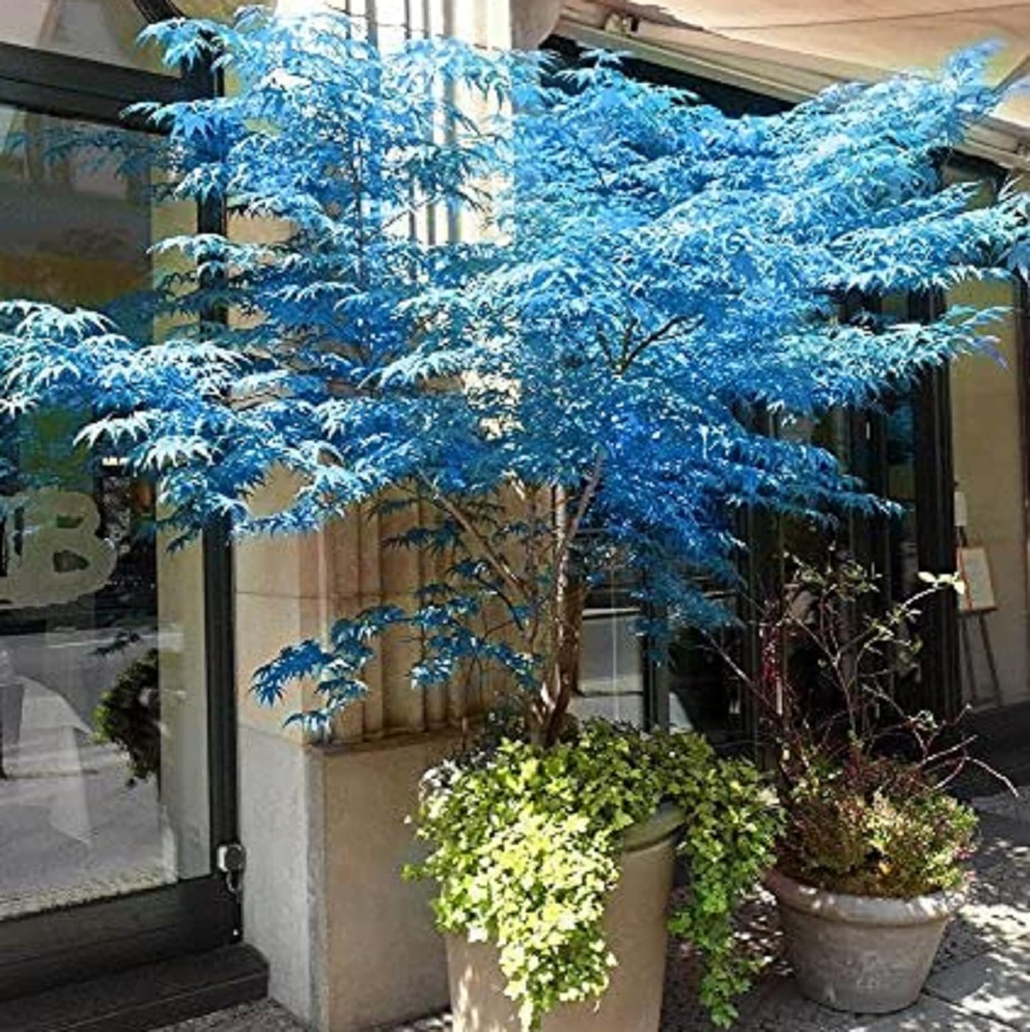 15+Rare Blue Maple Tree Seed Plant for Garden and Patio-Perennial Acer Palmatum Seed Non-GMO