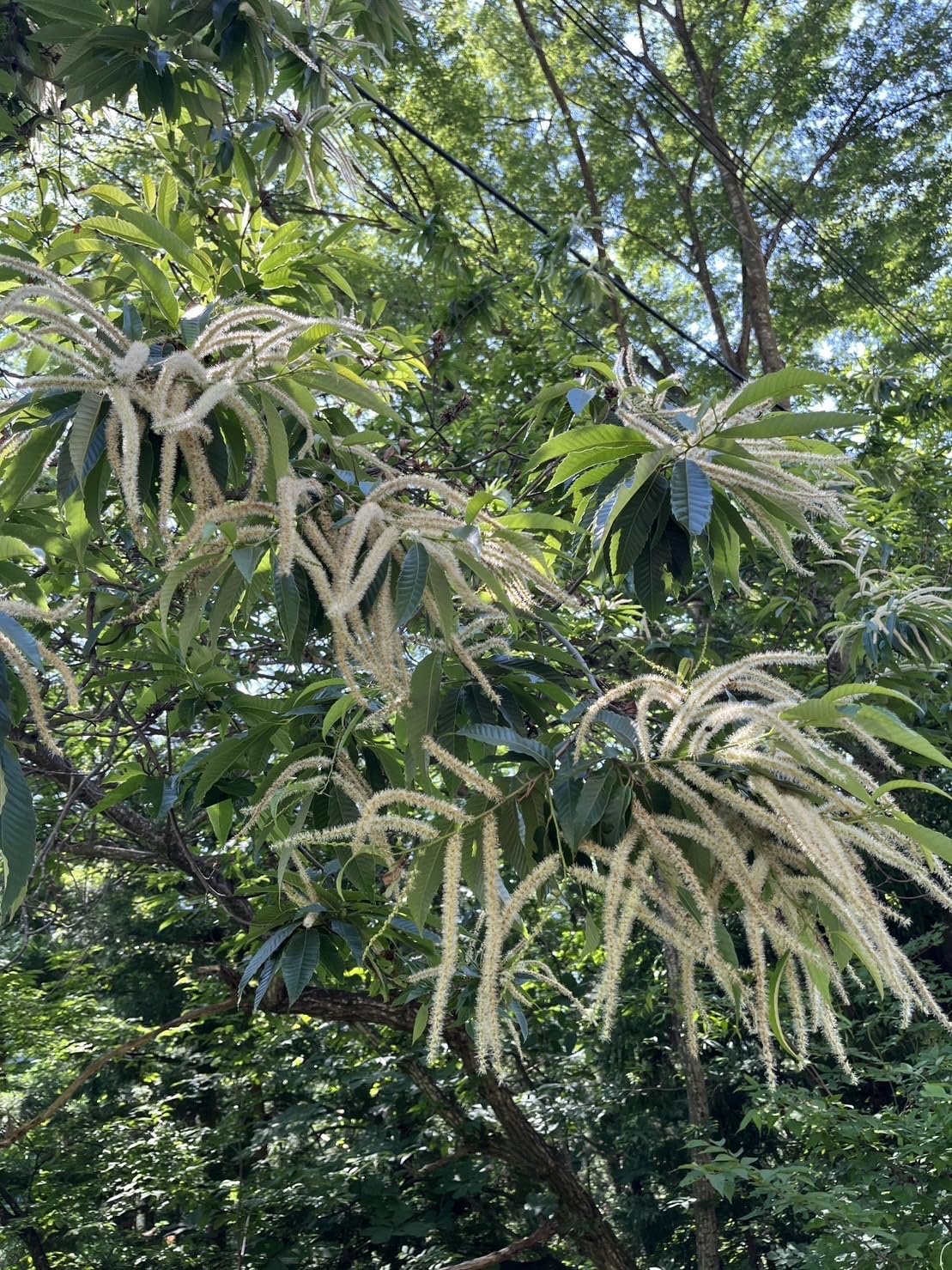 Amazon | 小林養蜂園 栗はちみつ 国産 群馬県産 生はちみつ 無添加