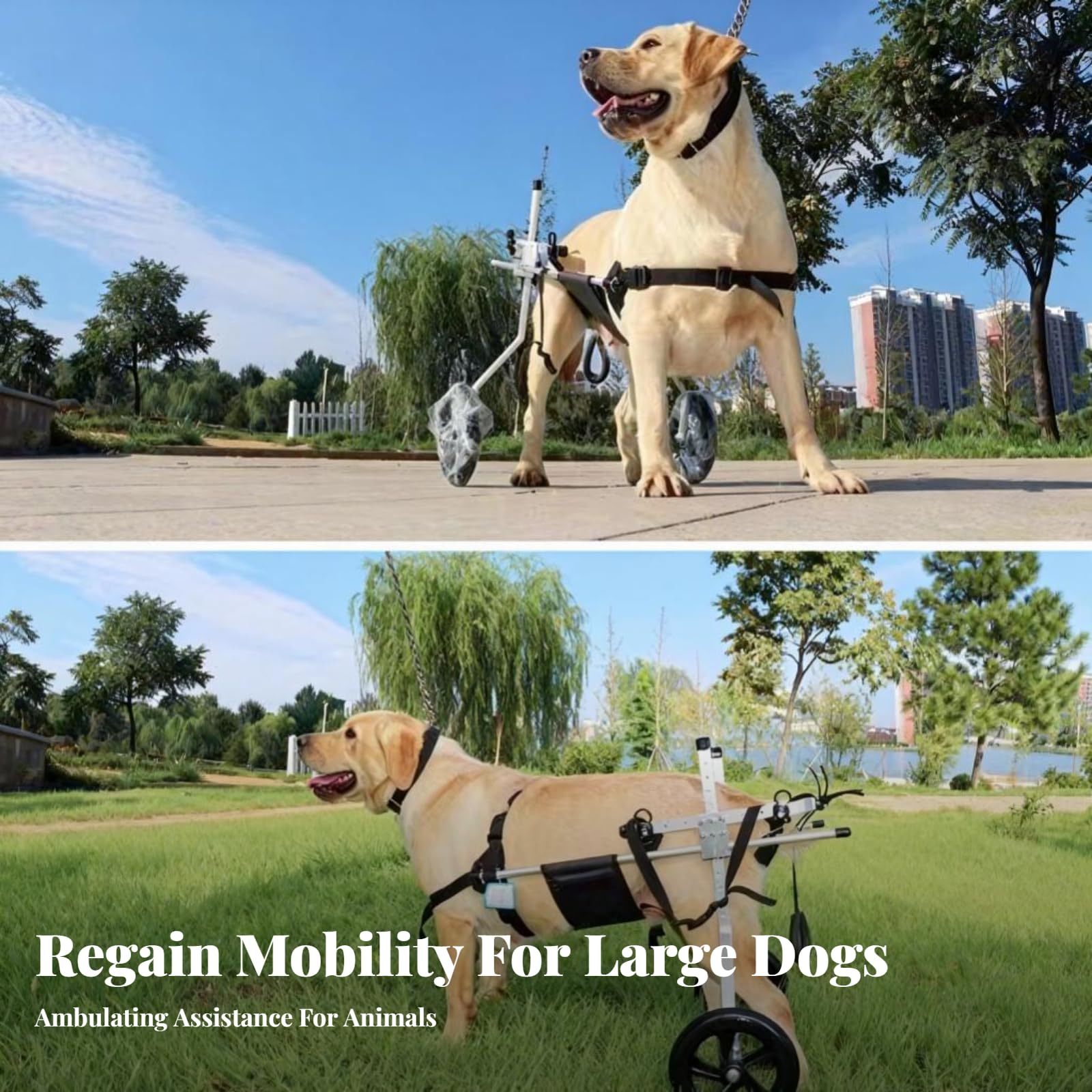 Carrozzina per Cani Carrozzina Disabili Sedia a Rotelle Supporto Riabilitazione Struttura Solida Leggermbracatura Regolabile Adatta Veterinaria, L