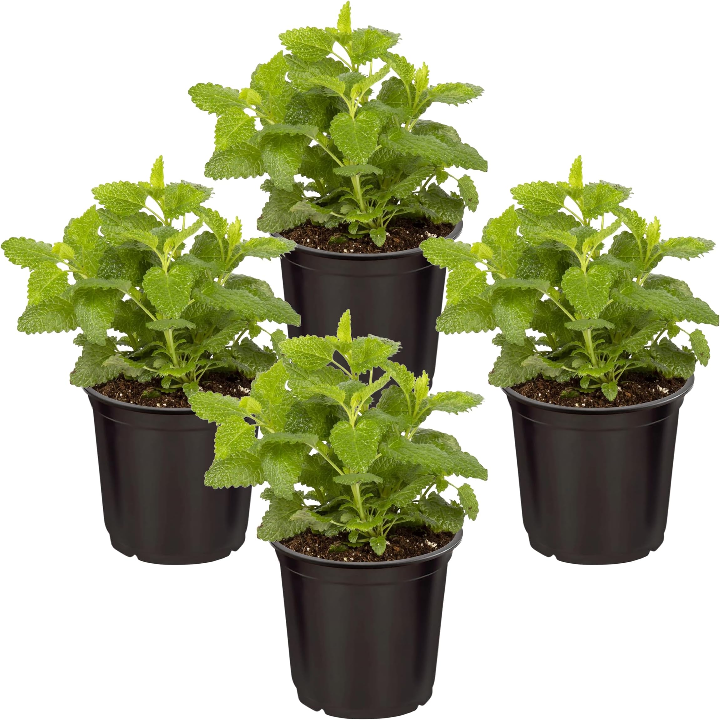 Live Aromatic and Edible Herb - Lemon Balm (4 Per Pack), Naturally Reduces Stress and Improves Air Quality, 8" Tall by 4" Wide